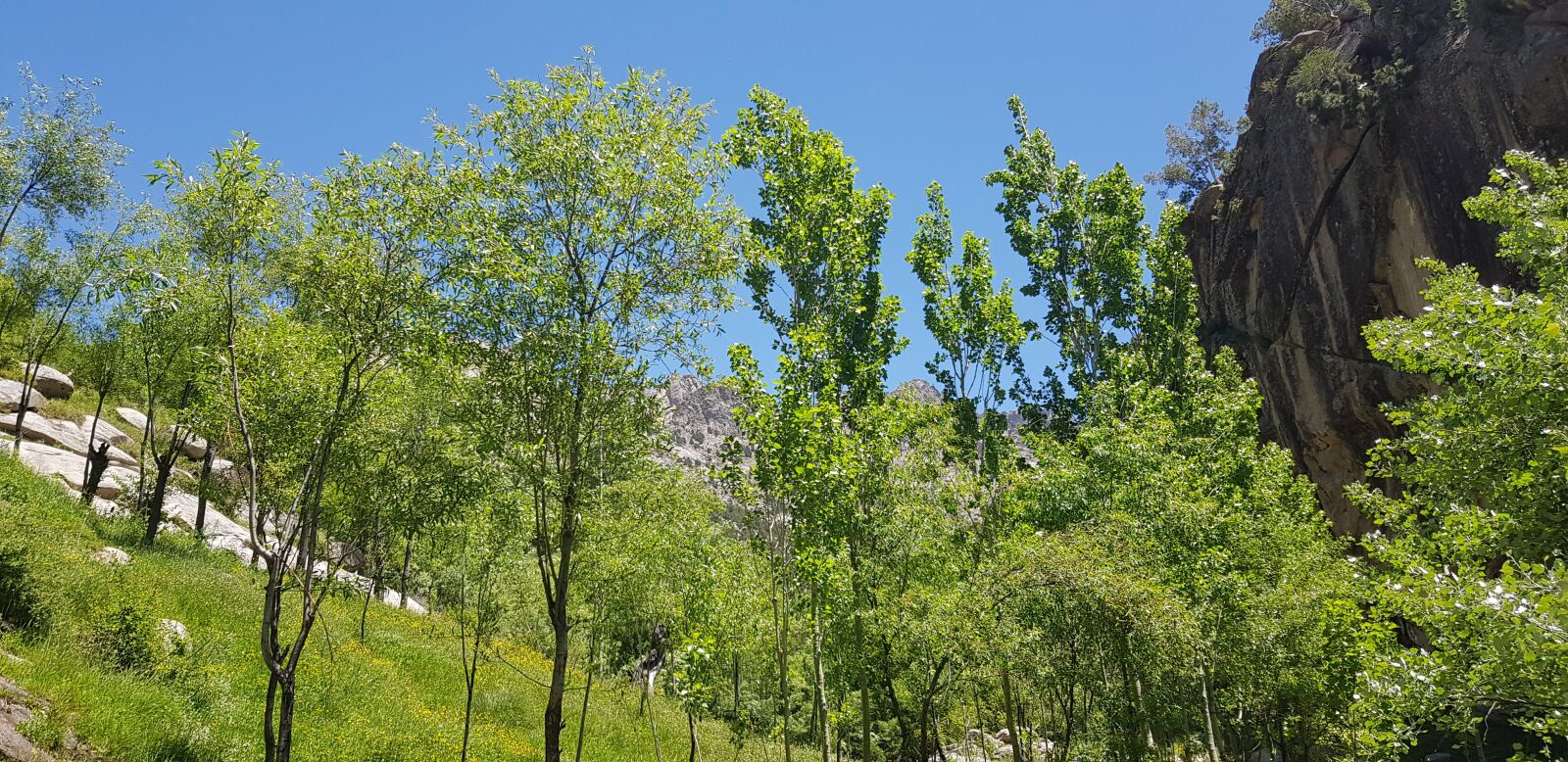Samsung SM-G955F sample photo. Nature, beautiful, trees photography