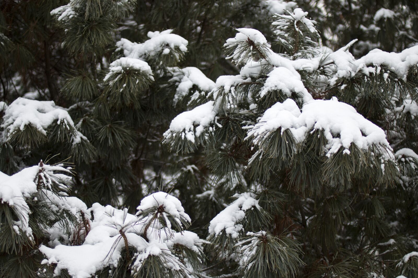 Canon EOS 70D sample photo. Snow, winter, branch photography