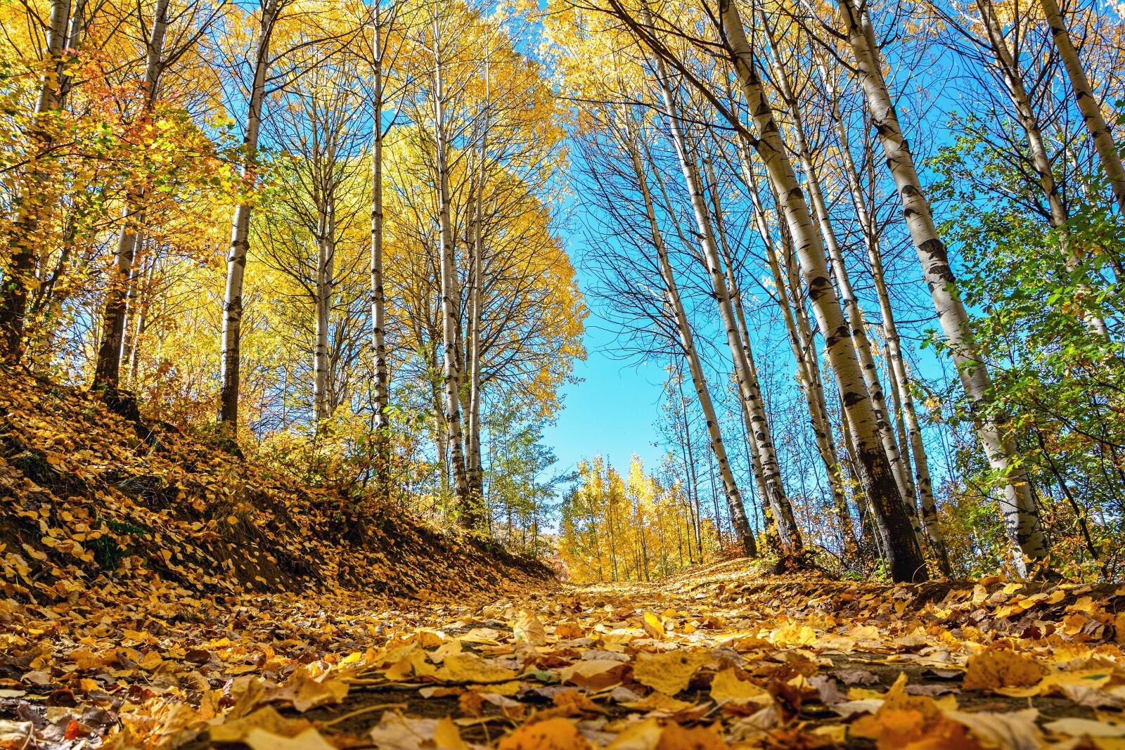 Nikon D7100 sample photo. Autumn, season, nature photography