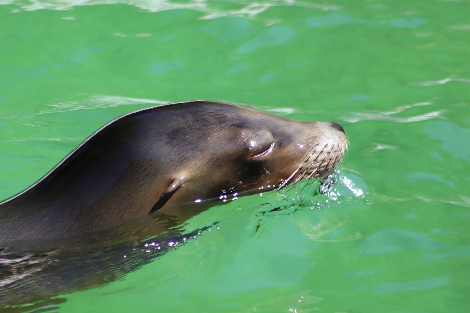 Canon EOS 800D (EOS Rebel T7i / EOS Kiss X9i) sample photo. Sea lion, sea lion photography