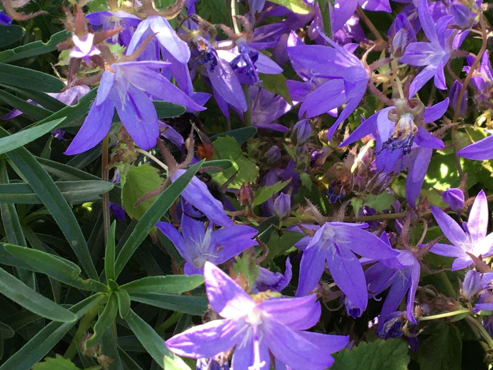 iPhone 6s back camera 4.15mm f/2.2 sample photo. Flower, columbine, blue photography