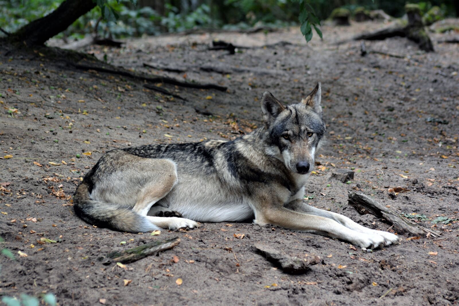 Nikon D5200 sample photo. Wolf, close up, nature photography