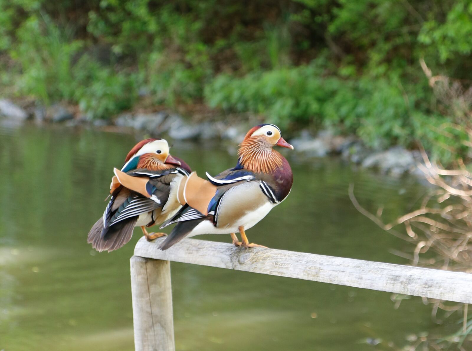 Canon EOS 80D sample photo. Ducks, nature, birds photography