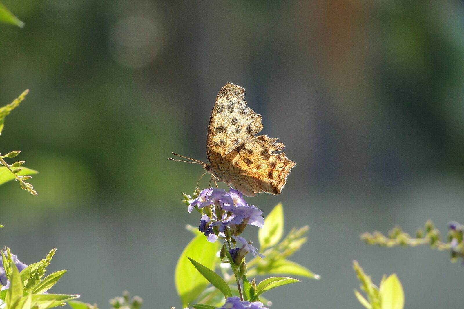 Sony Cyber-shot DSC-HX1 sample photo. Quentin chong, butterfly, golden photography
