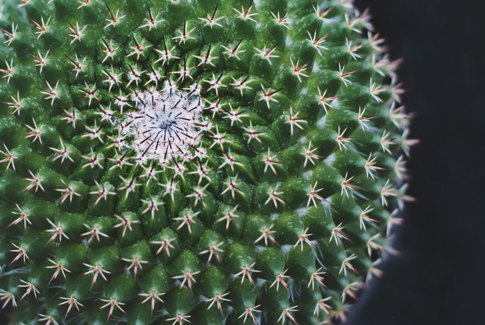 Nikon D80 sample photo. Plant, green, color photography