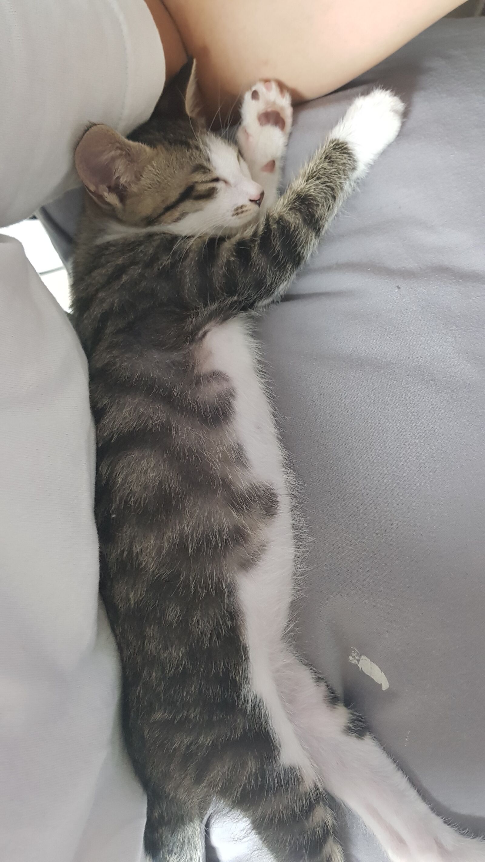 Samsung Galaxy S8+ sample photo. Cat, sleeping, cute photography