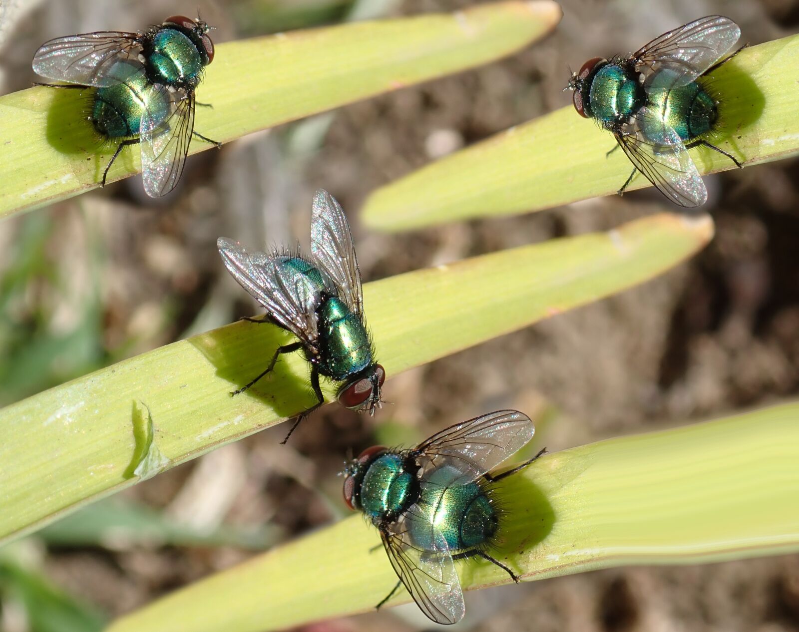 Olympus TG-5 sample photo. Flies, green, insects photography
