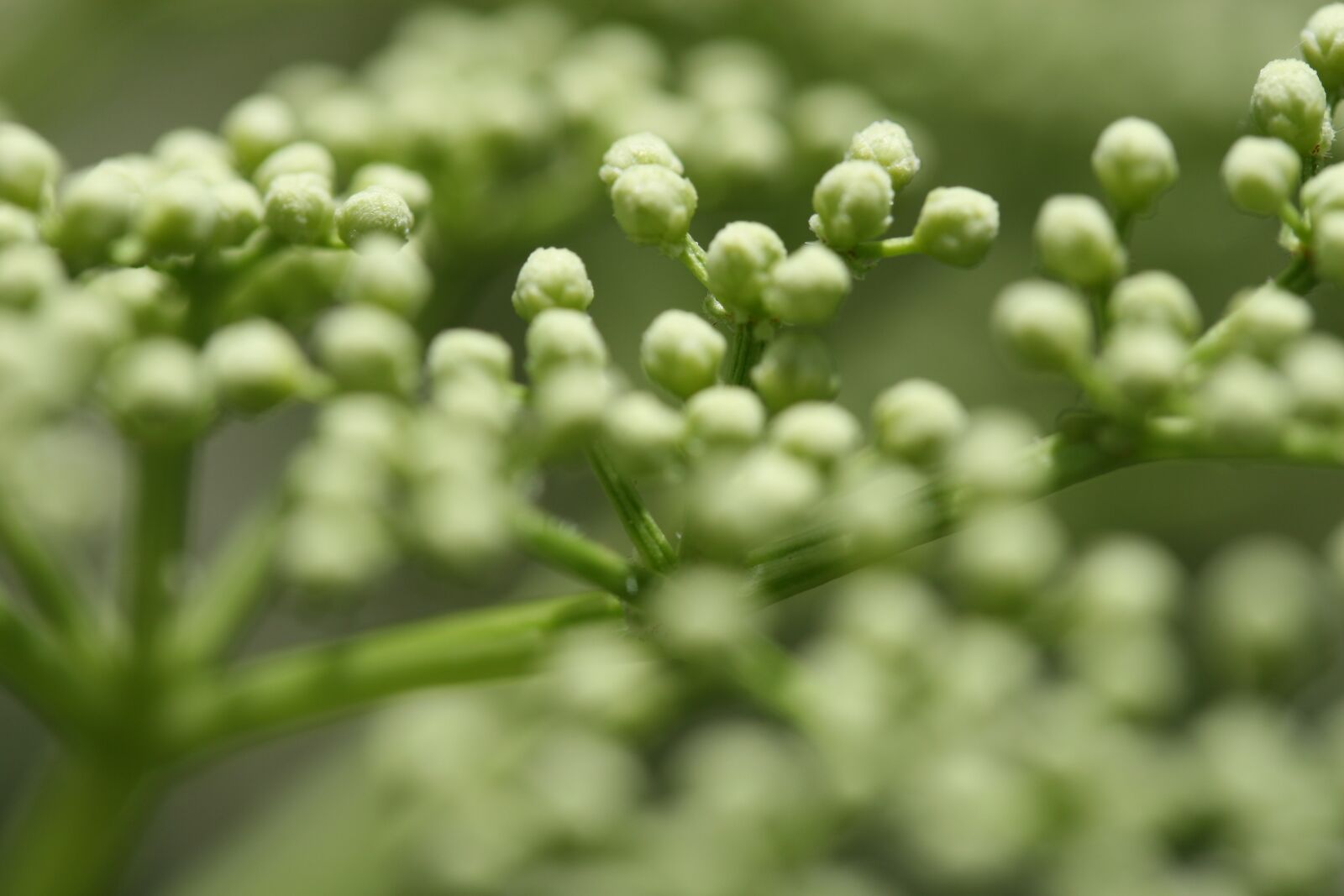 Canon EOS 30D sample photo. Green, flower, natural photography