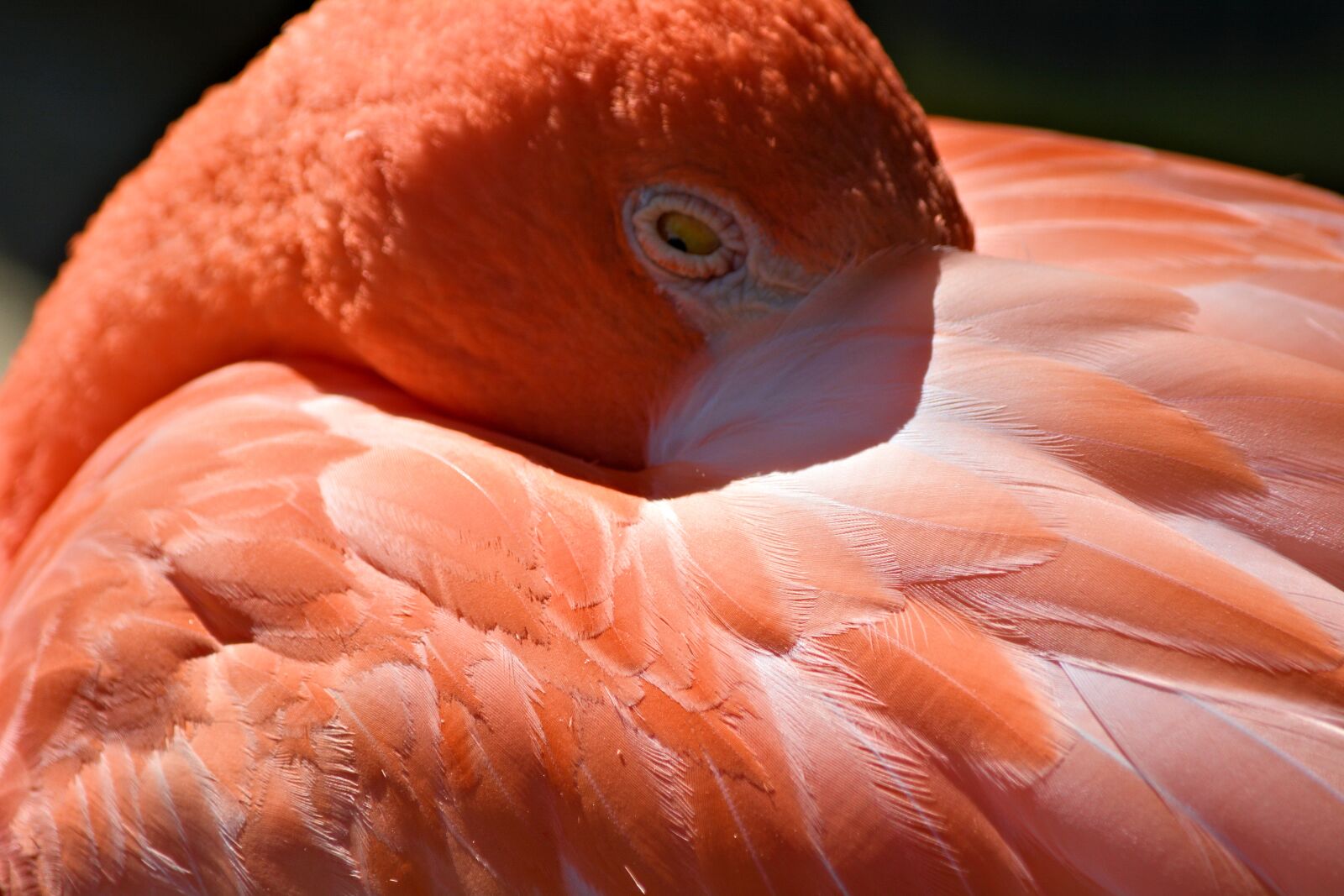 Nikon D7100 sample photo. Flamingo, bird, sleepy photography
