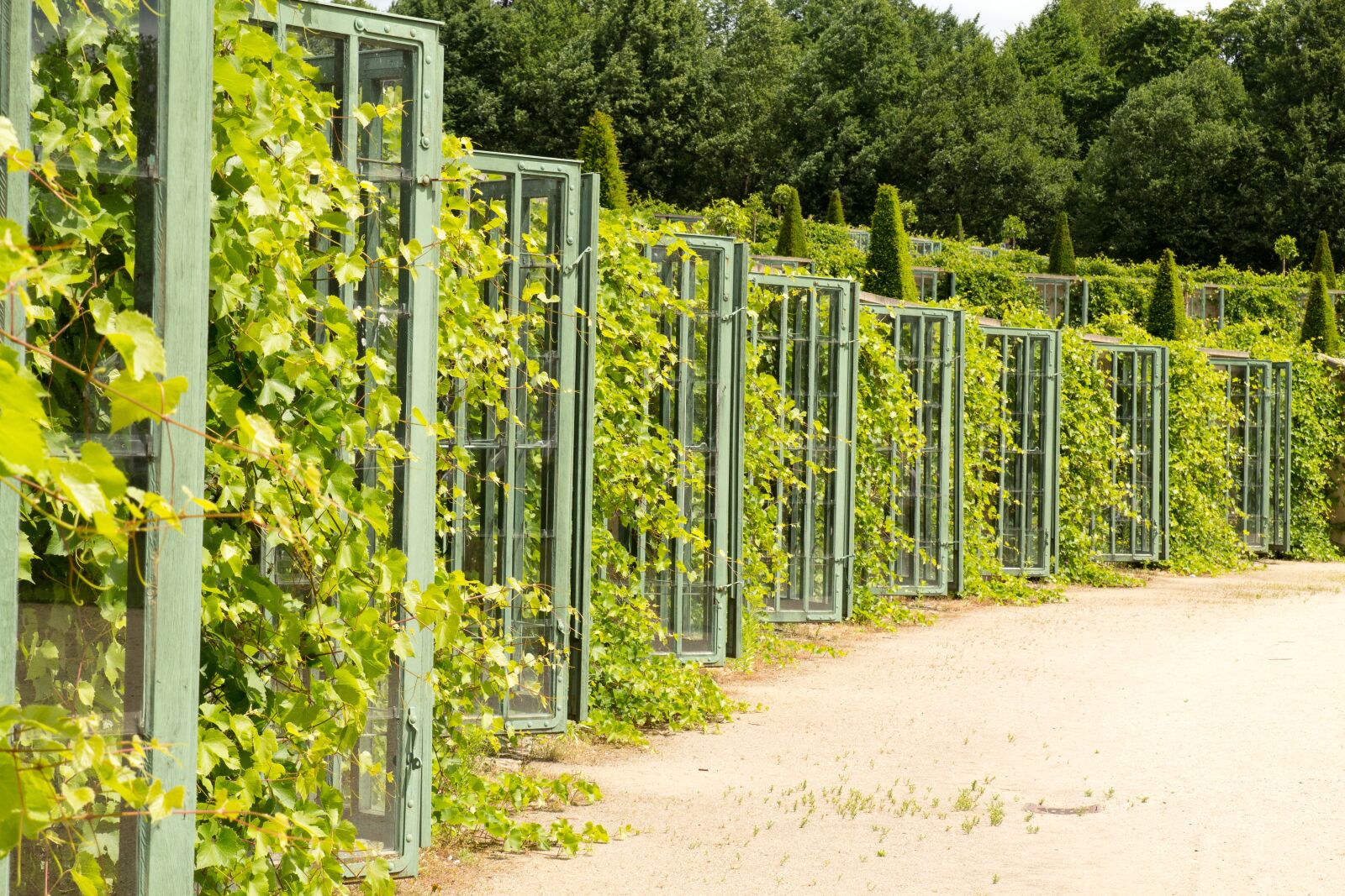Canon EOS 60D sample photo. Climber plant, fence, plant photography