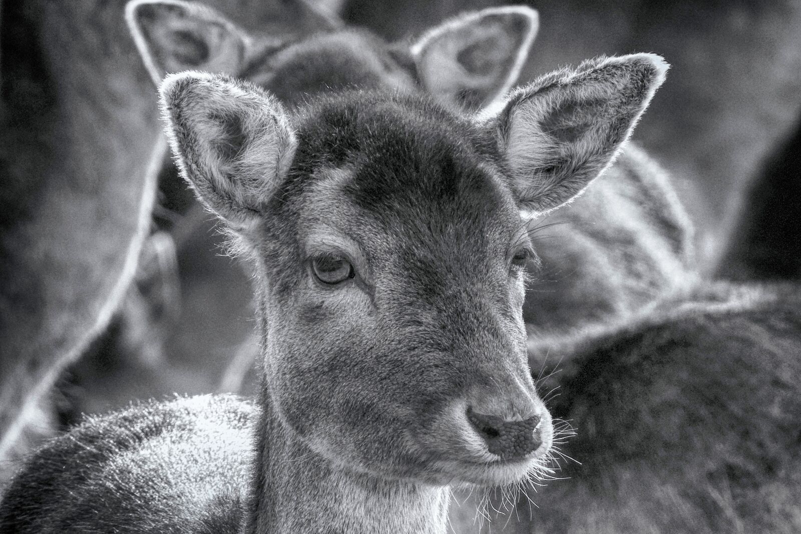 Nikon Coolpix P900 sample photo. Roe deer, mammal, animal photography