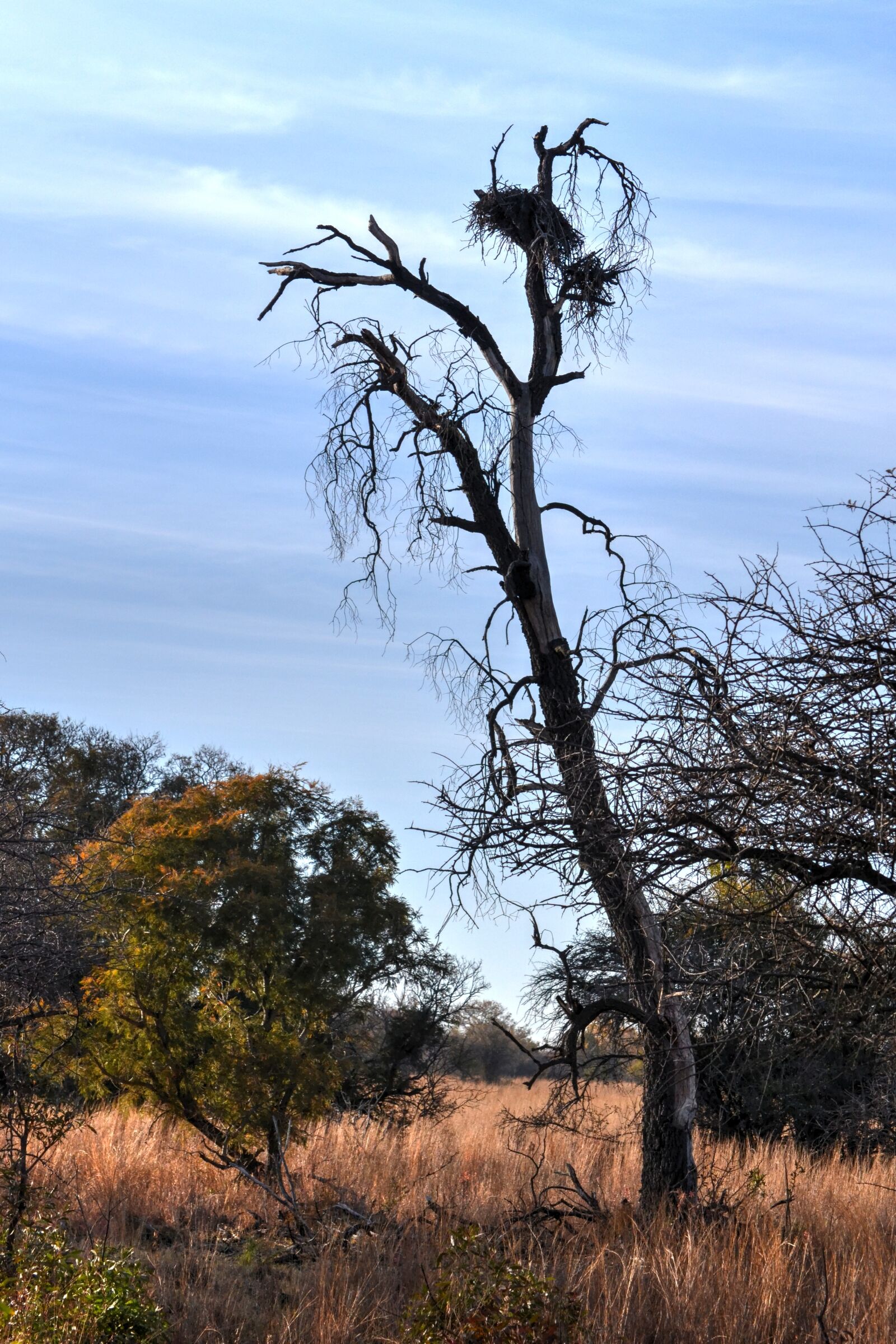Nikon D3100 sample photo. Dry tree, safari, game photography