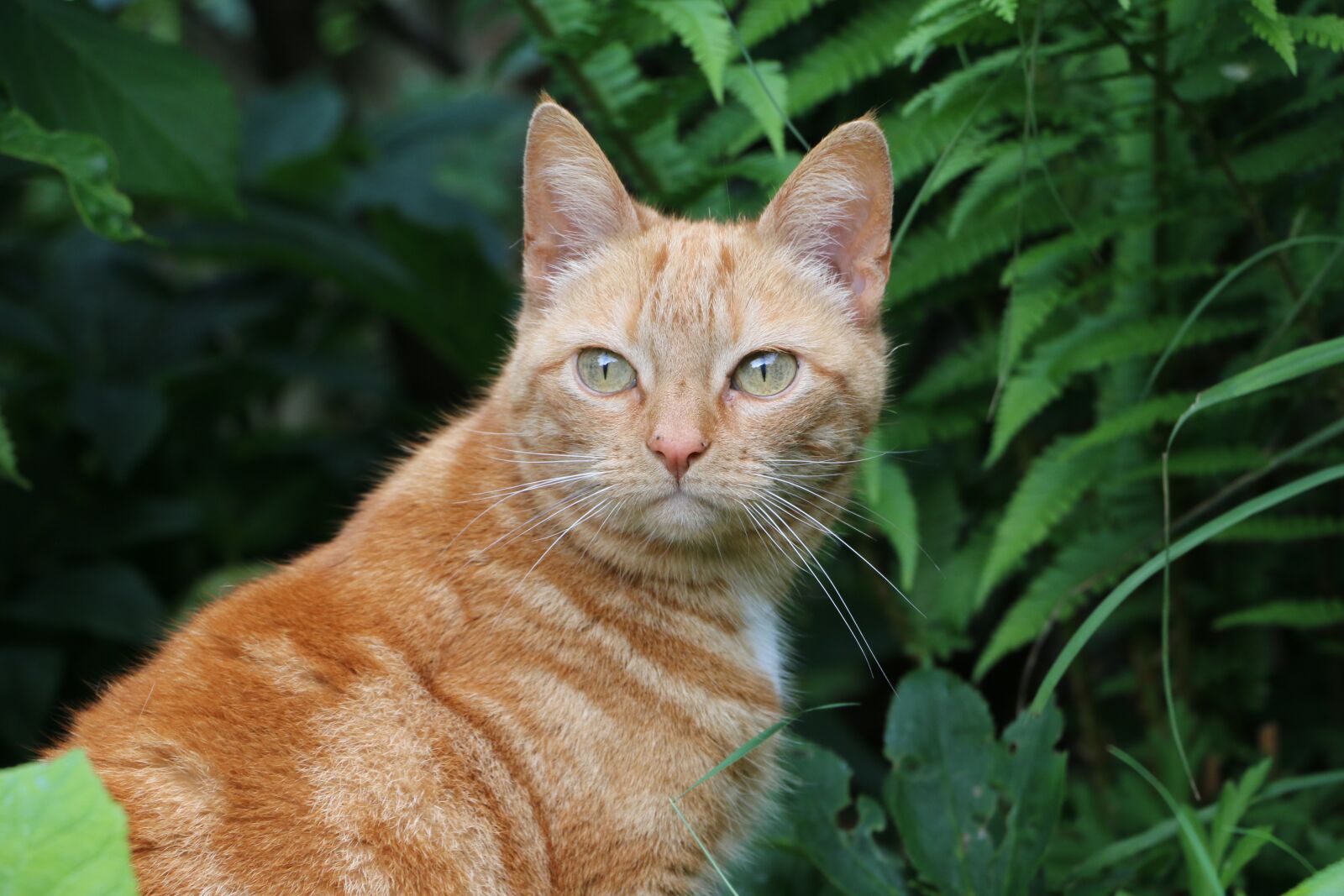Canon EOS 70D sample photo. Cat, cats, pet photography
