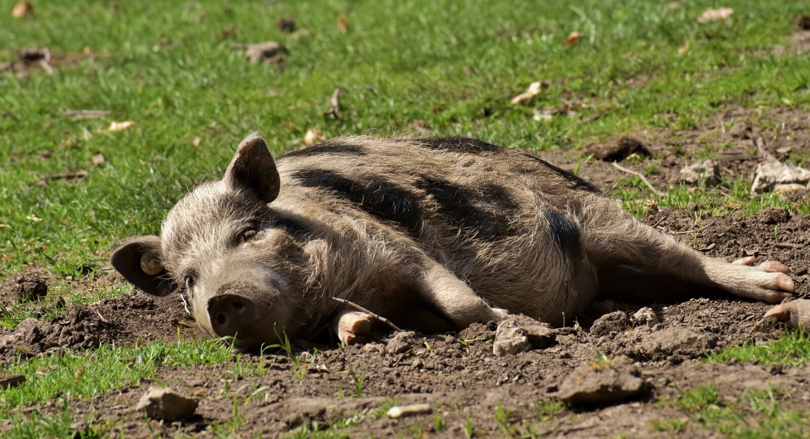 Nikon D7200 sample photo. Pot bellied pig, piglet photography