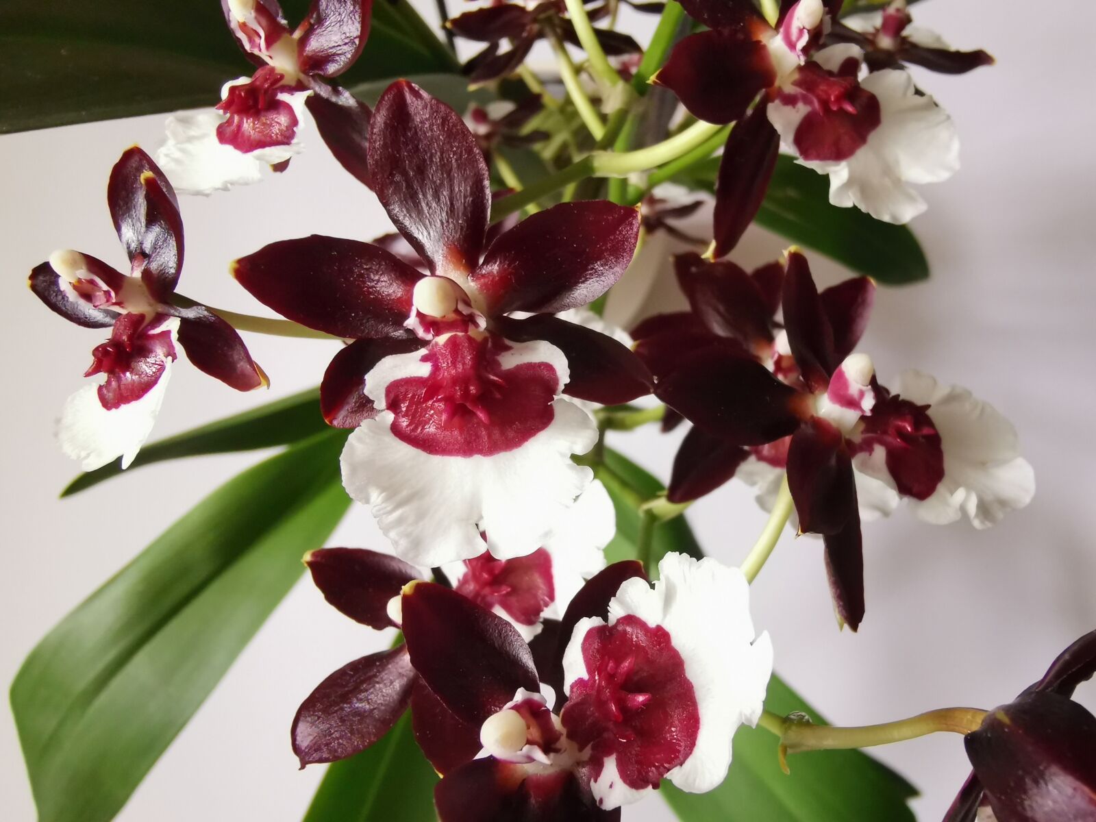 HUAWEI LYA-L29 sample photo. Orchids, plant, red photography