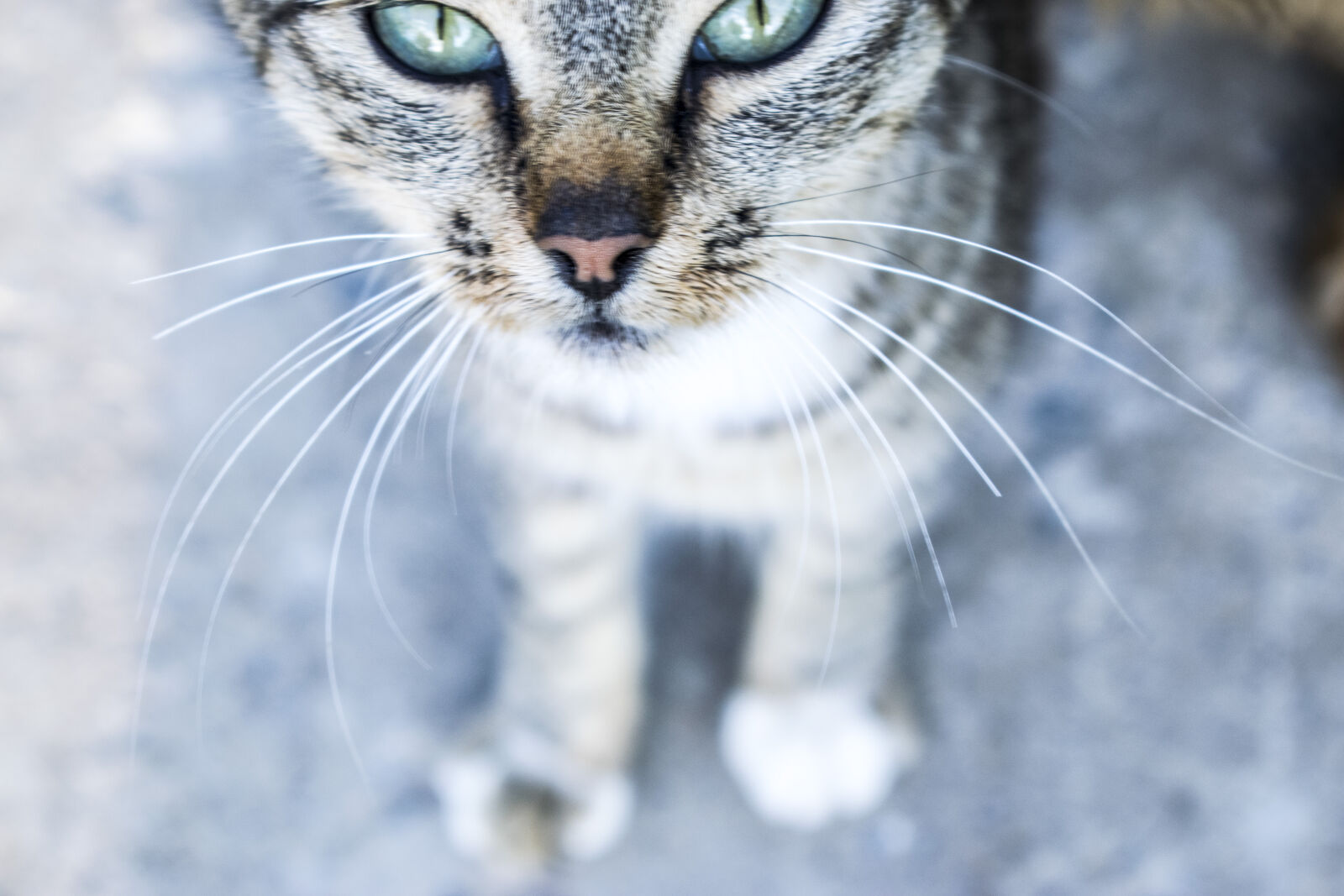 Nikon D3300 sample photo. Big, eyes, cat, cat photography