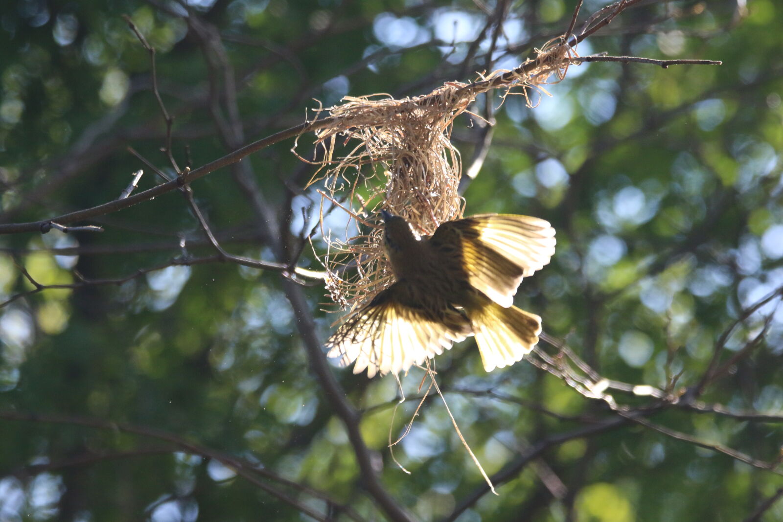 Canon EOS 7D Mark II sample photo. Animal, bird, branch, built photography