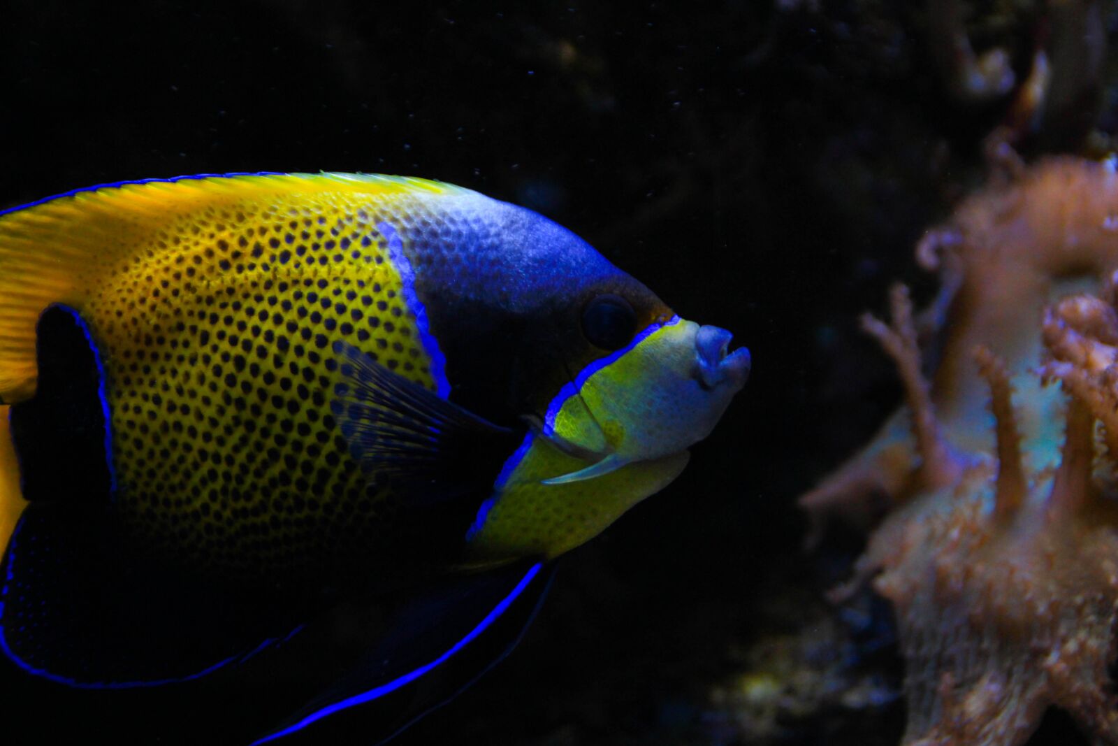 Canon EOS 700D (EOS Rebel T5i / EOS Kiss X7i) sample photo. Fish, aquarium, water photography