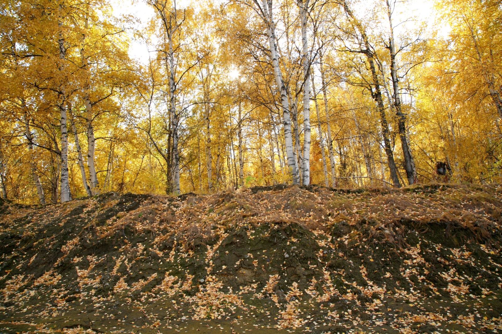 Canon EOS 5D sample photo. Autumn, forest, trees photography