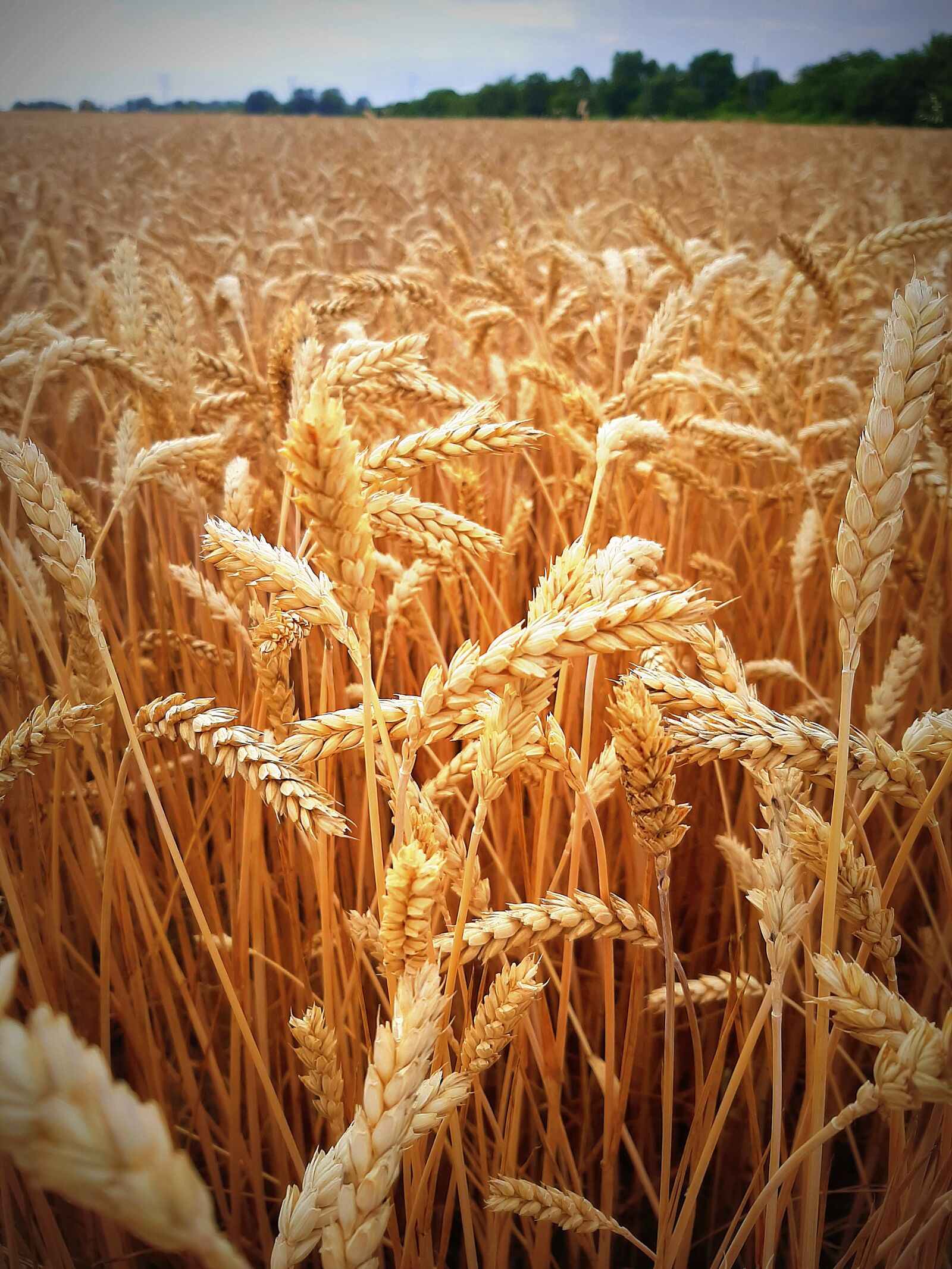 Samsung Galaxy A50 sample photo. Nature, slovakia, summer photography