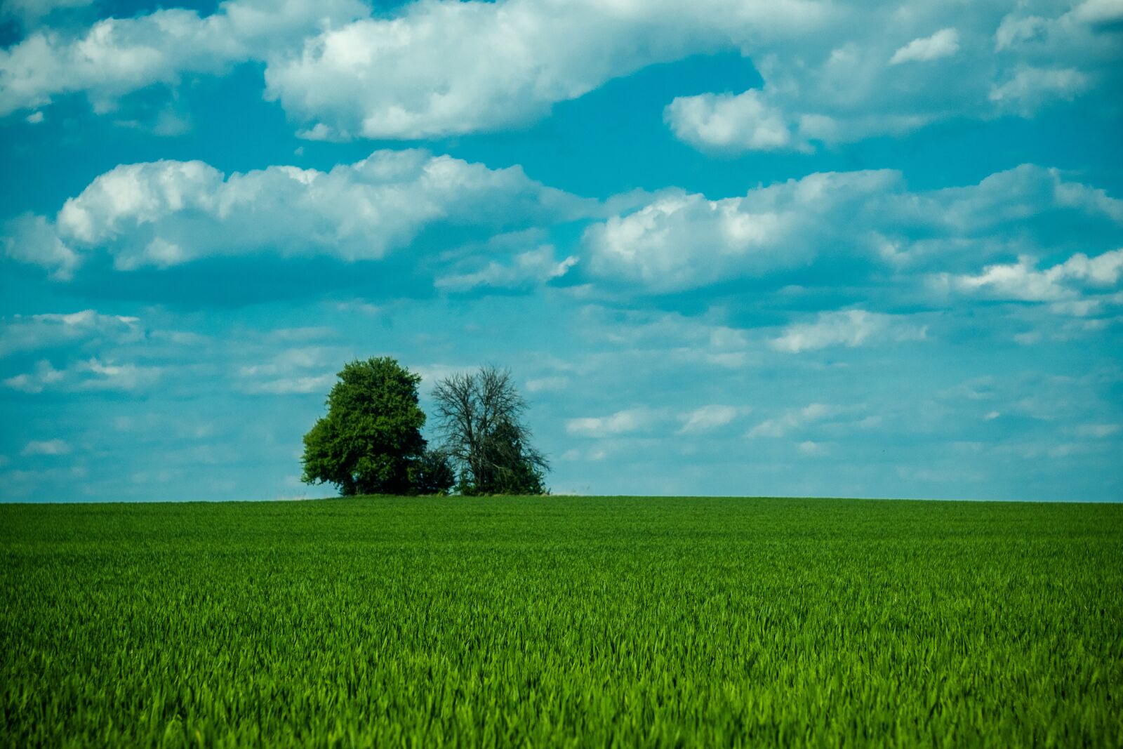 Fujifilm X-T3 sample photo. Sky, field, grass photography