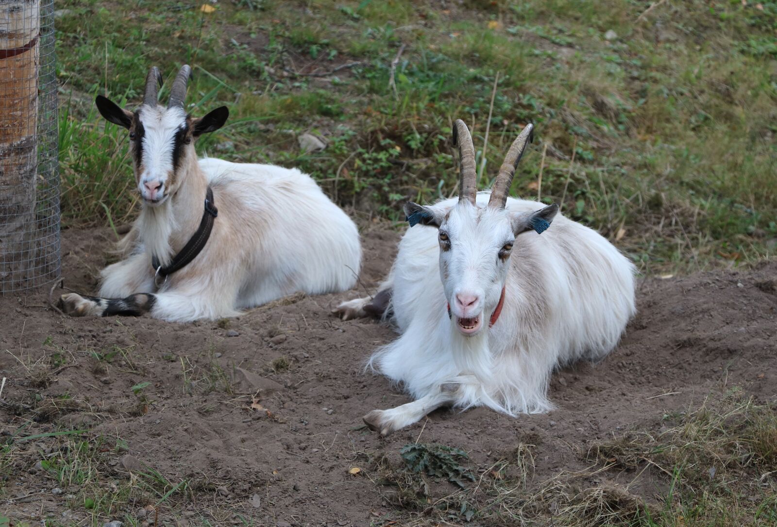 Canon EOS 750D (EOS Rebel T6i / EOS Kiss X8i) sample photo. Goat, culture, agriculture photography