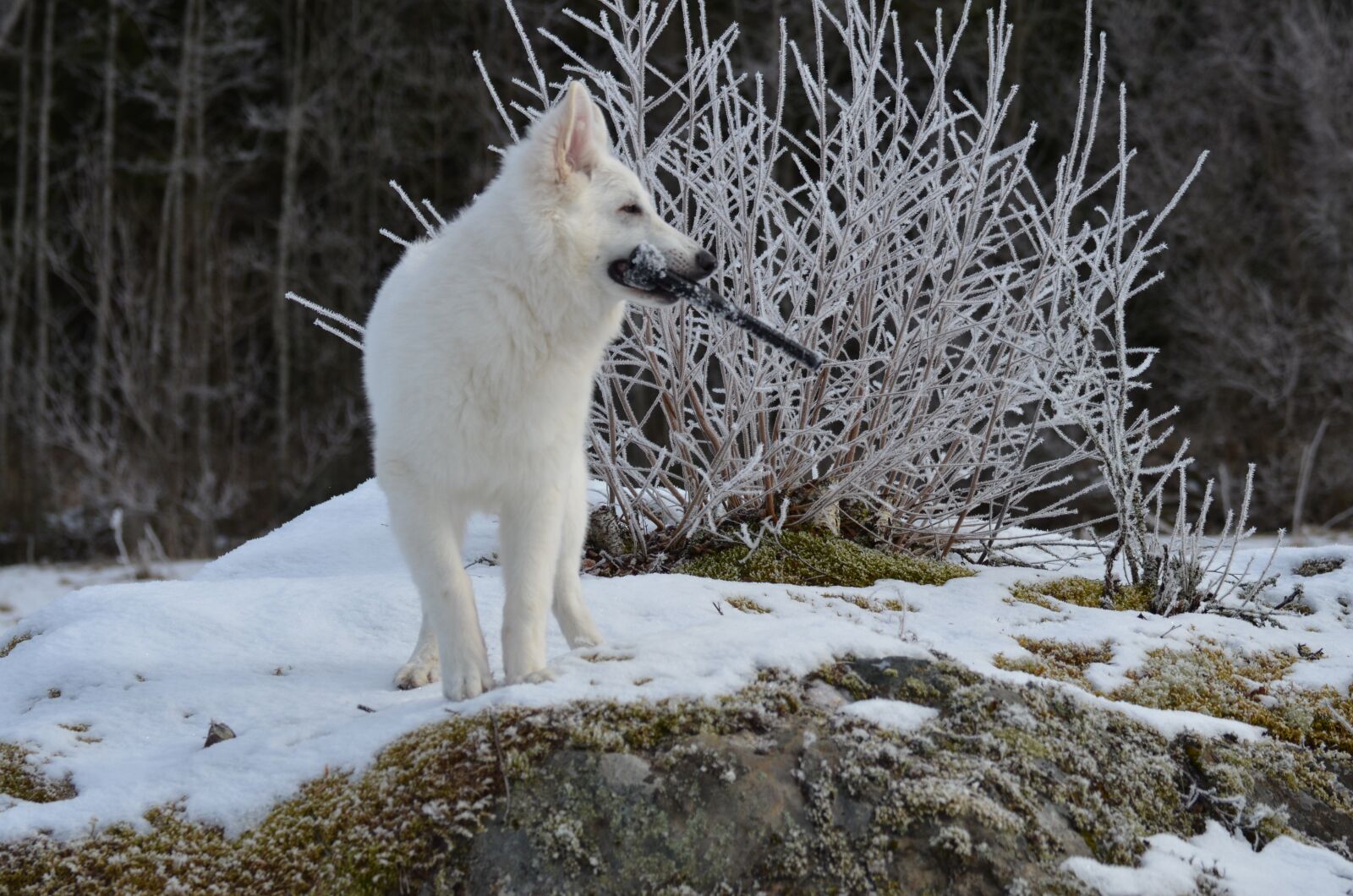 Nikon D7000 sample photo. Animal, dog, white shepherd photography