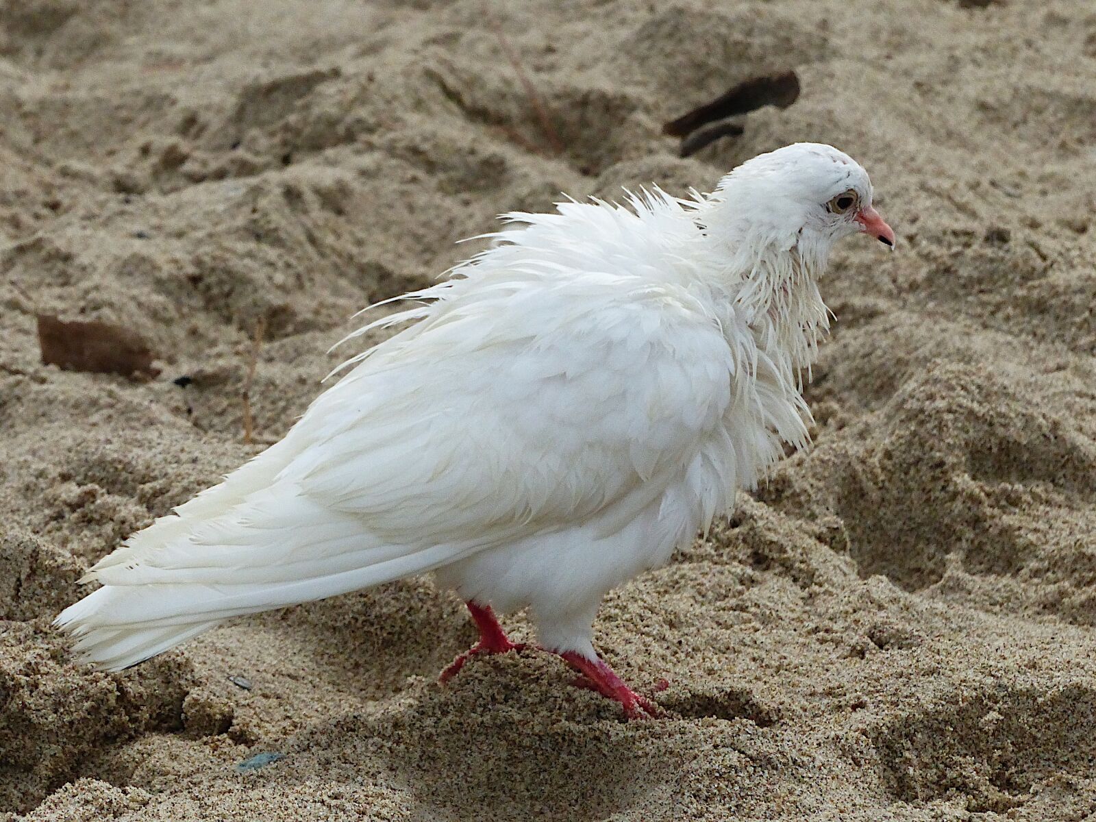 Panasonic Lumix DMC-FZ200 sample photo. Bird, seagull, sea photography