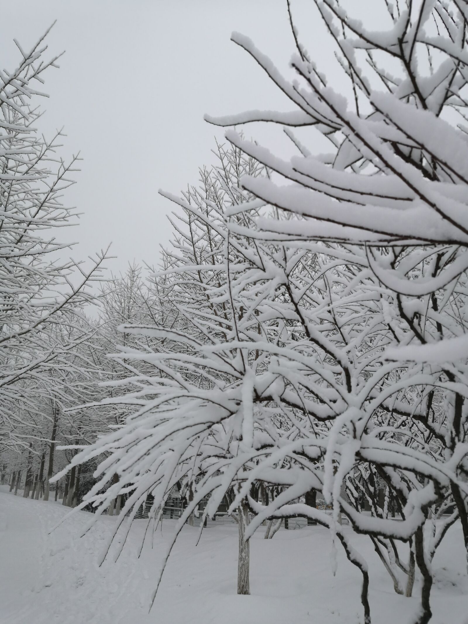 HUAWEI nova 3 sample photo. Snow, branch, woods photography