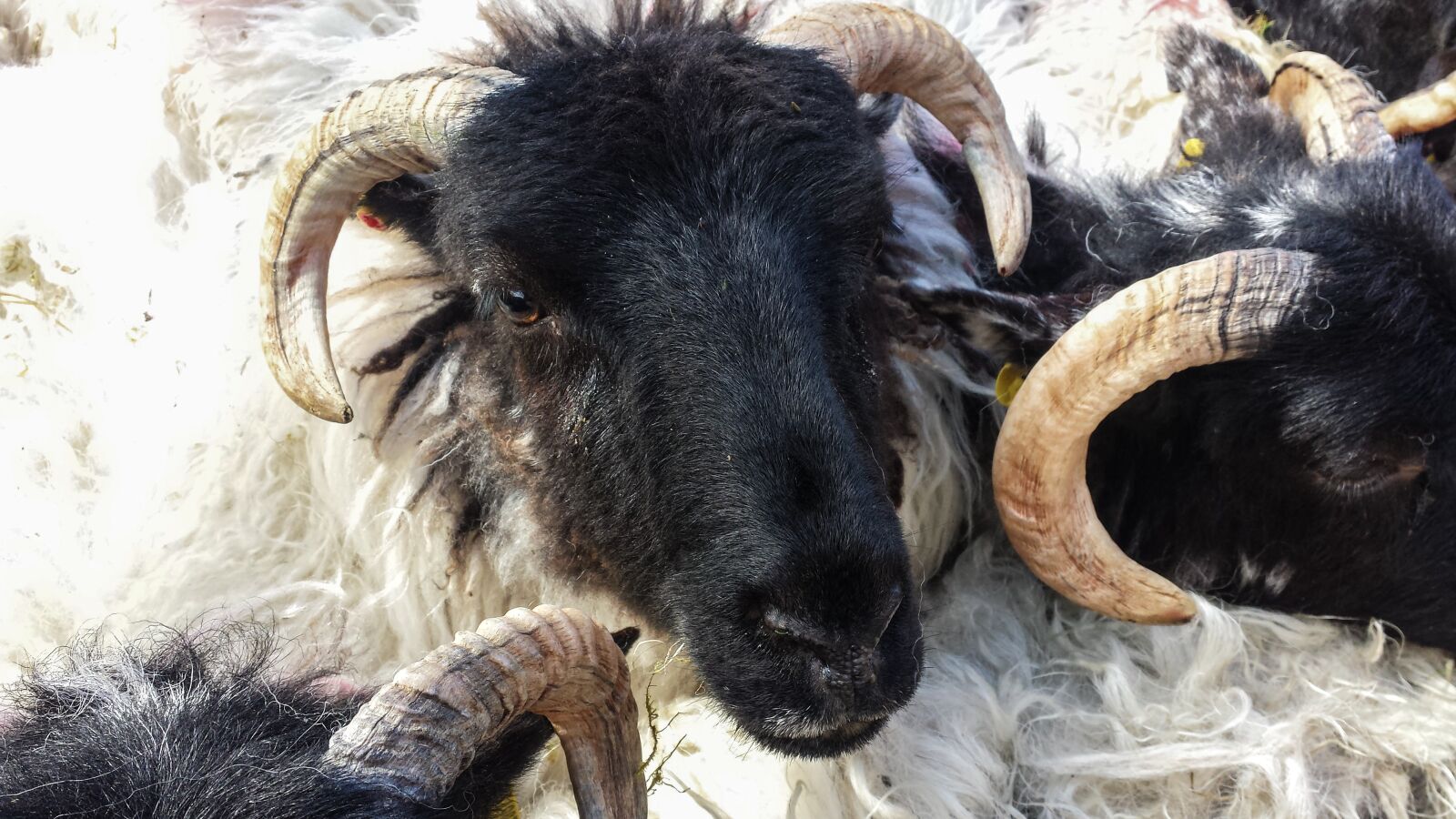 Samsung Galaxy S4 sample photo. Sheep, black sheep, mammals photography