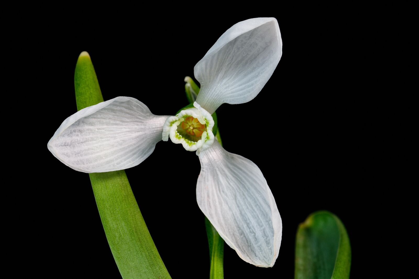 Nikon D7200 sample photo. Snowdrop, blossom, bloom photography