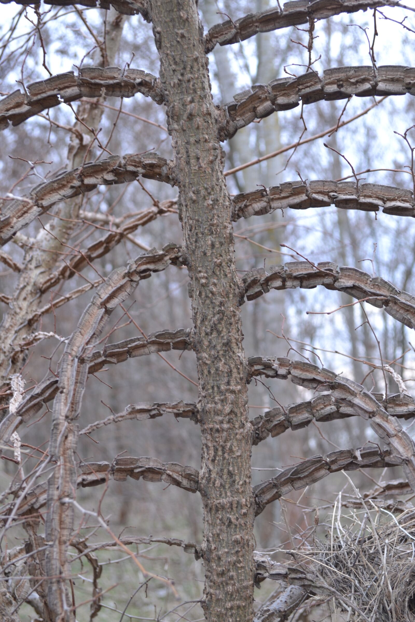 Nikon D3100 sample photo. Nature, tree, landscape photography