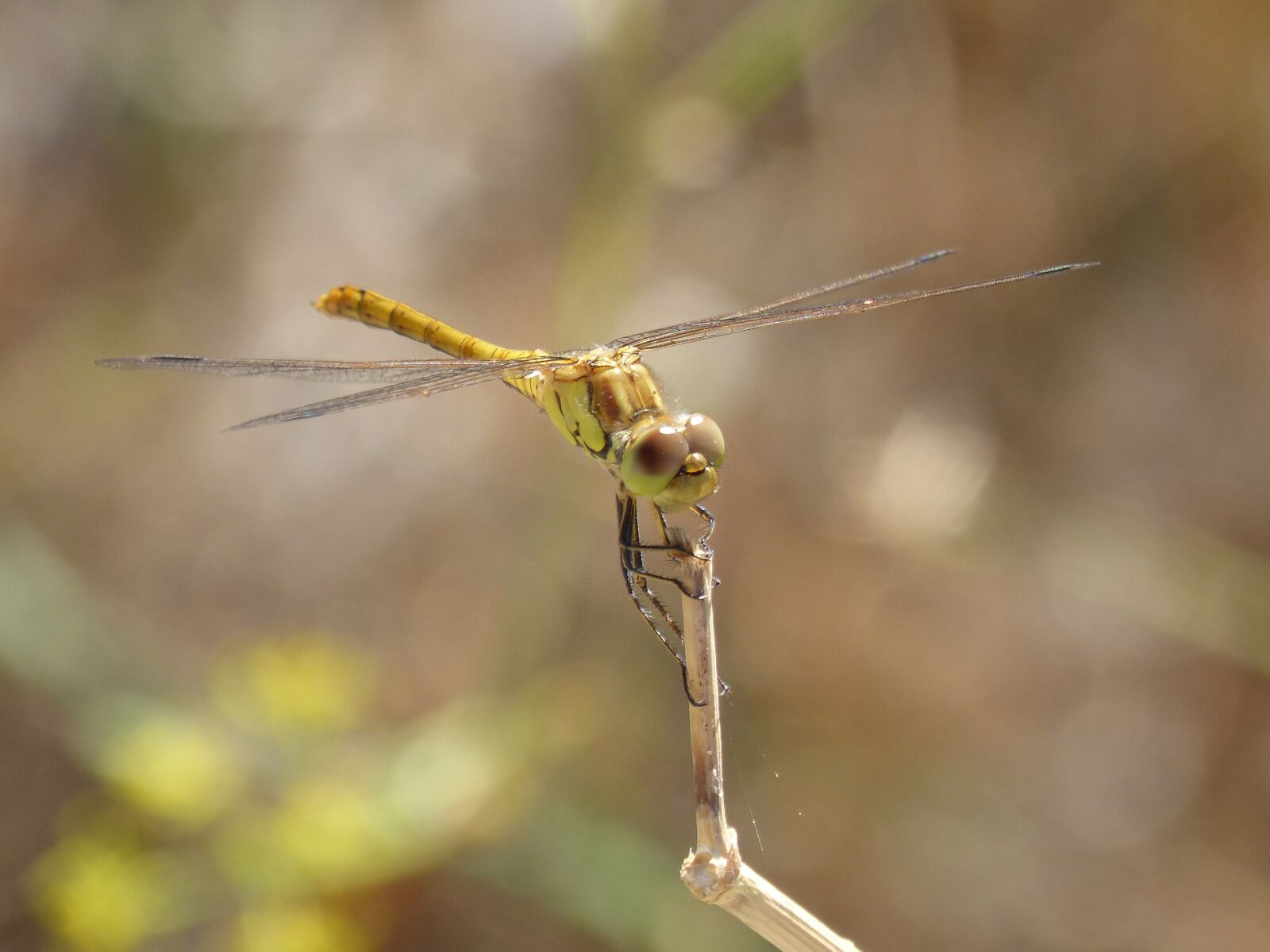 Panasonic DMC-FZ62 sample photo. Ib lula, yellow dragonfly photography