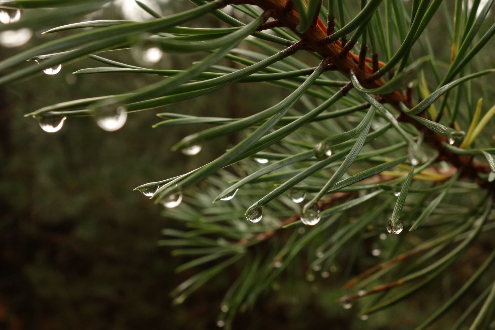 Sony Cyber-shot DSC-RX100 sample photo. Drip, fir tree, forest photography