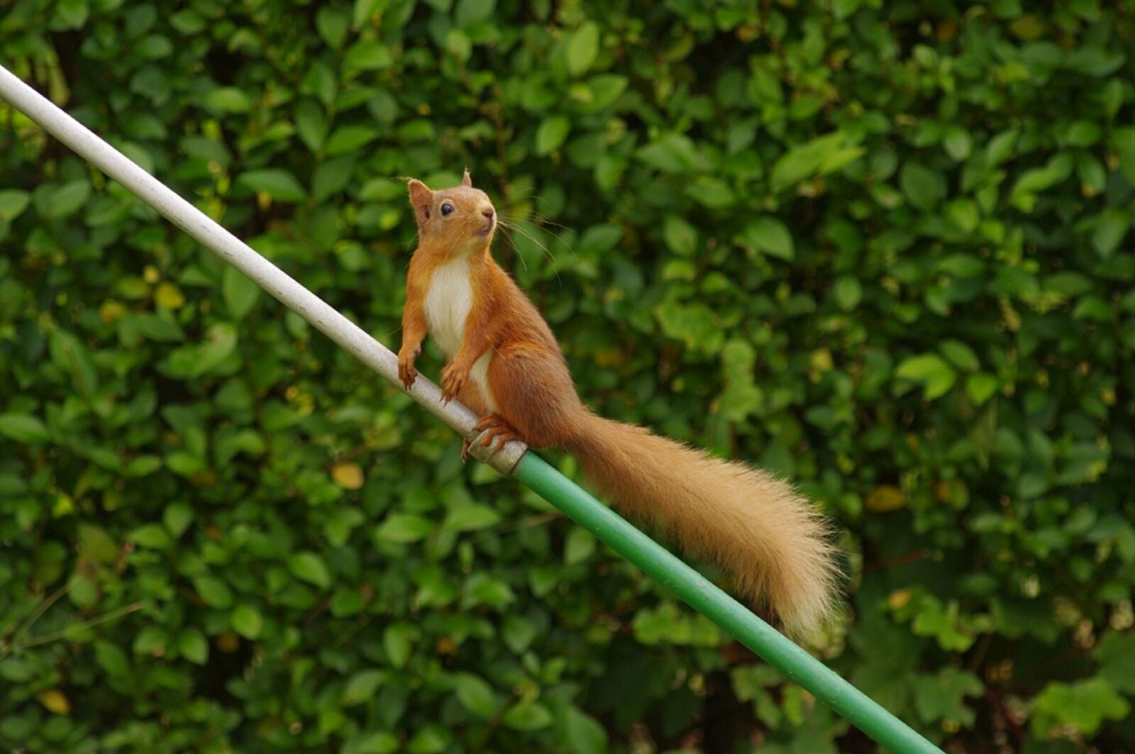 Pentax K-x sample photo. Red squirrel, banchory, scotland photography