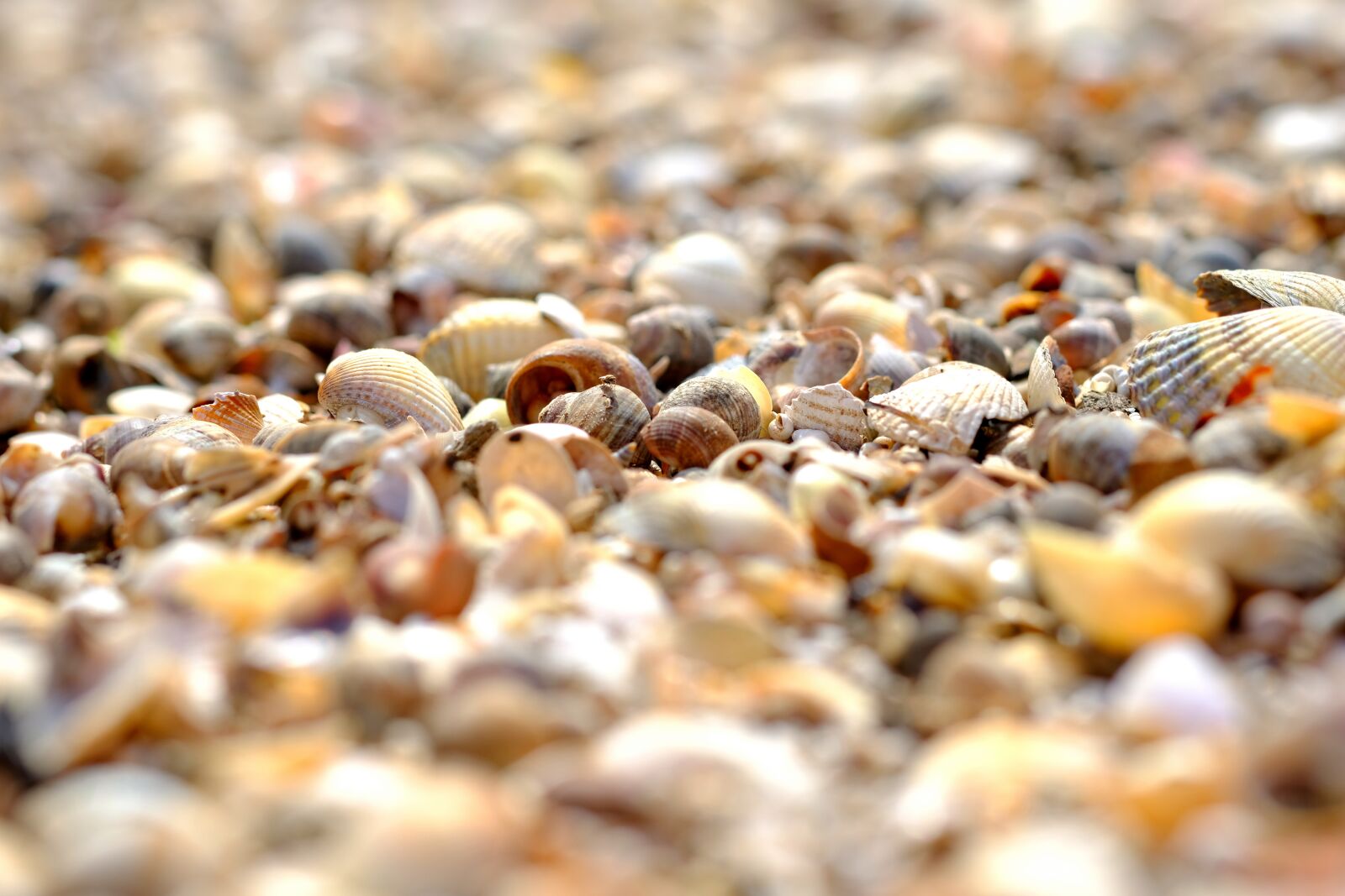 Fujifilm X-T20 sample photo. Mussels, shell bank, sea photography