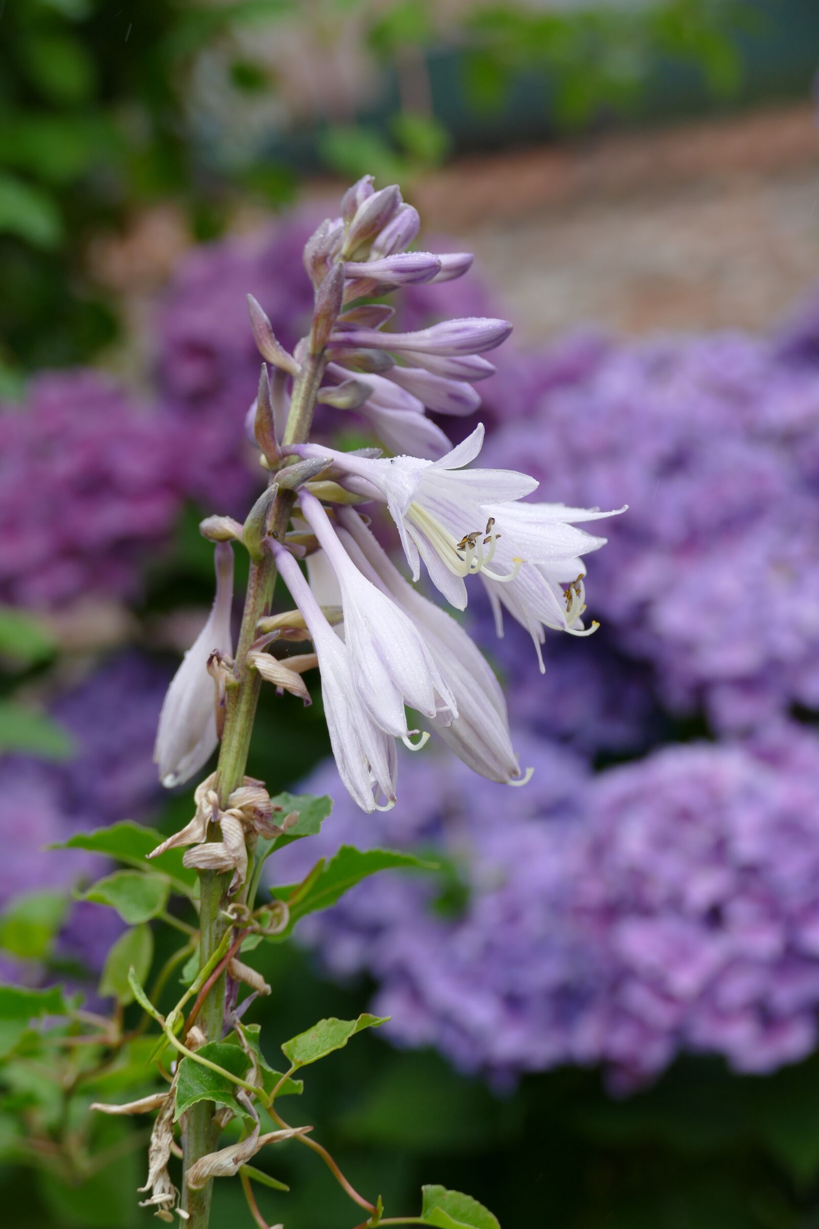 Panasonic Lumix DMC-FZ1000 sample photo. Hosta, nature, garden photography