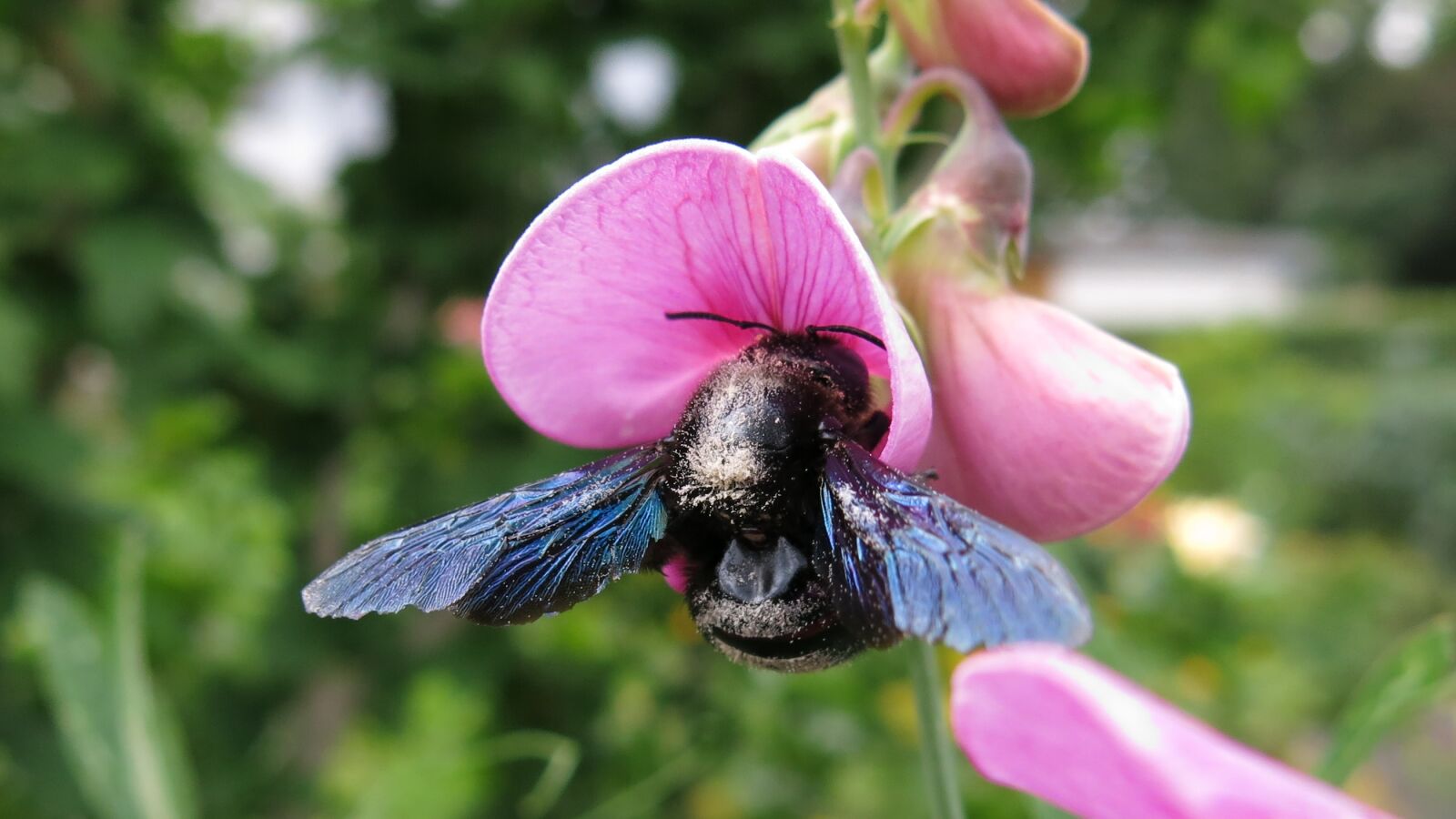 Canon PowerShot G15 sample photo. Carpenter bee, bee, blossom photography