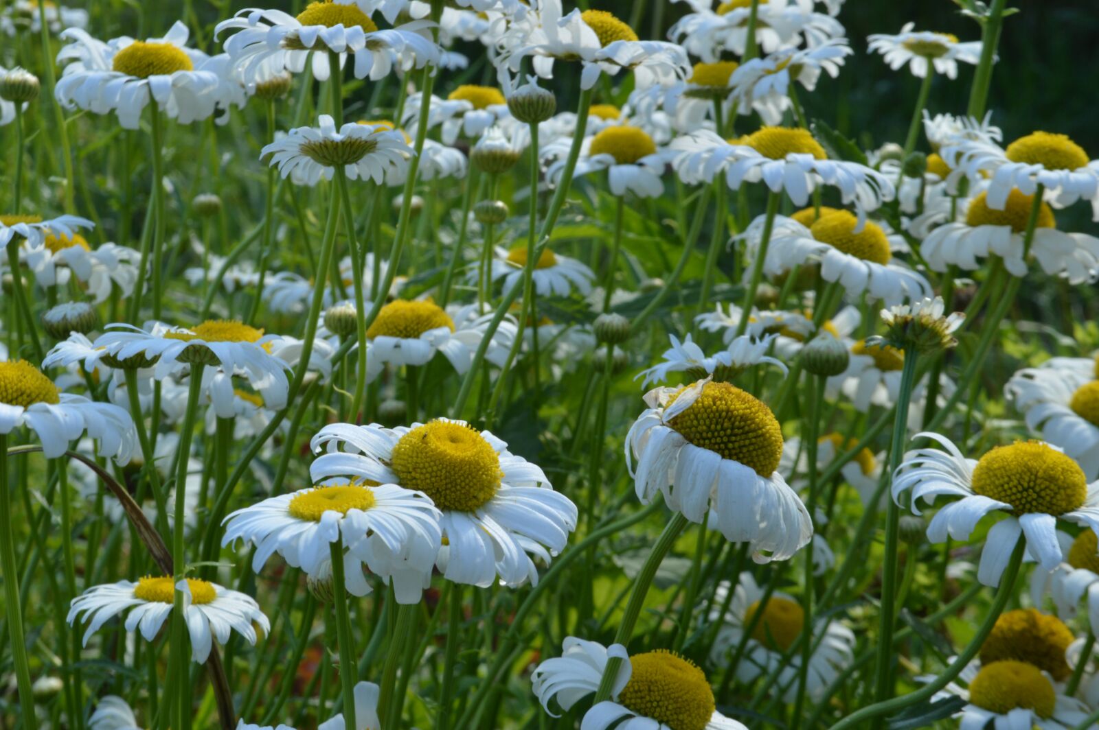 Nikon D3200 sample photo. Summer, chamomile, glade photography