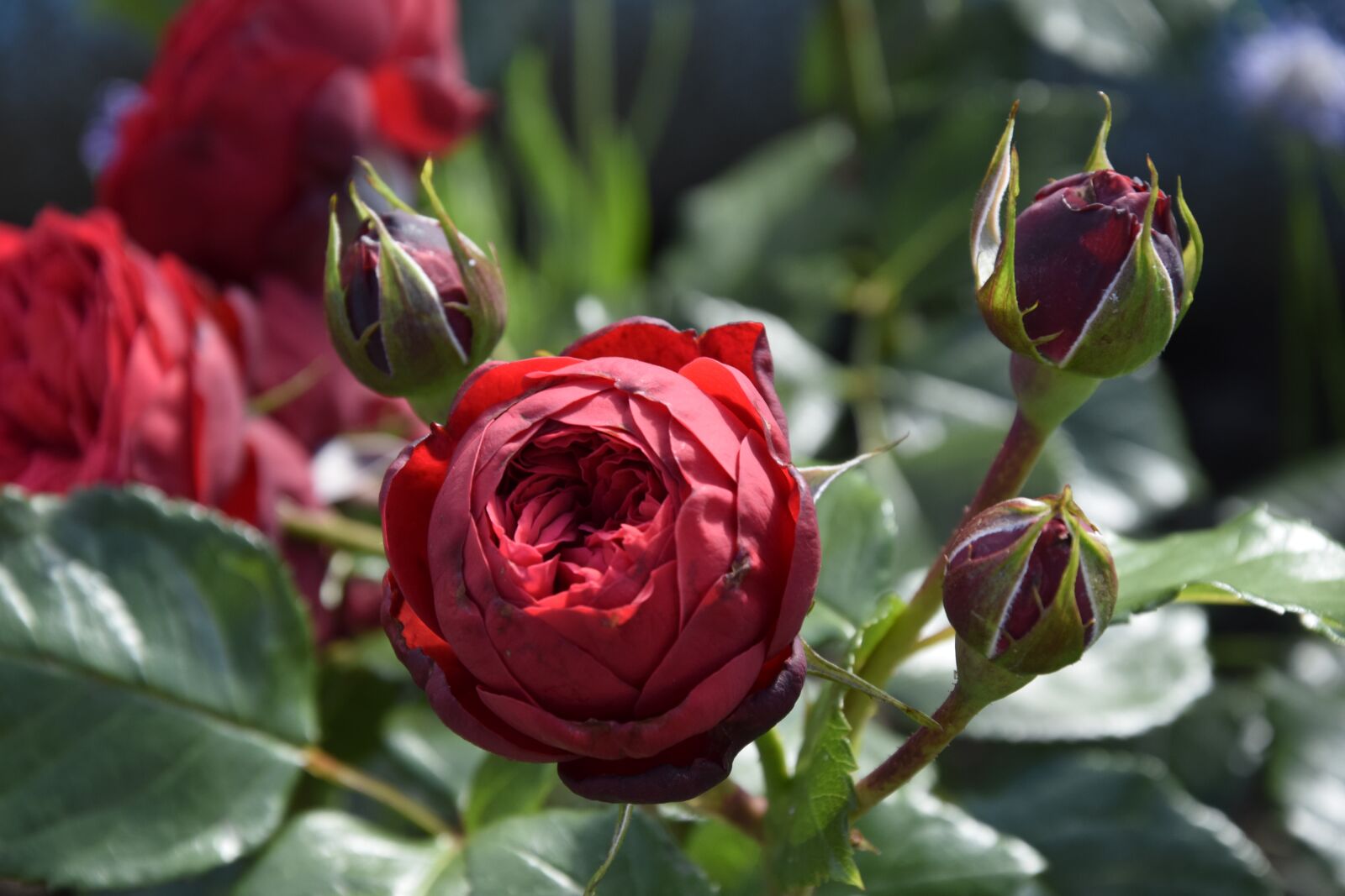 Nikon D3300 sample photo. Rose, flowers, flower photography