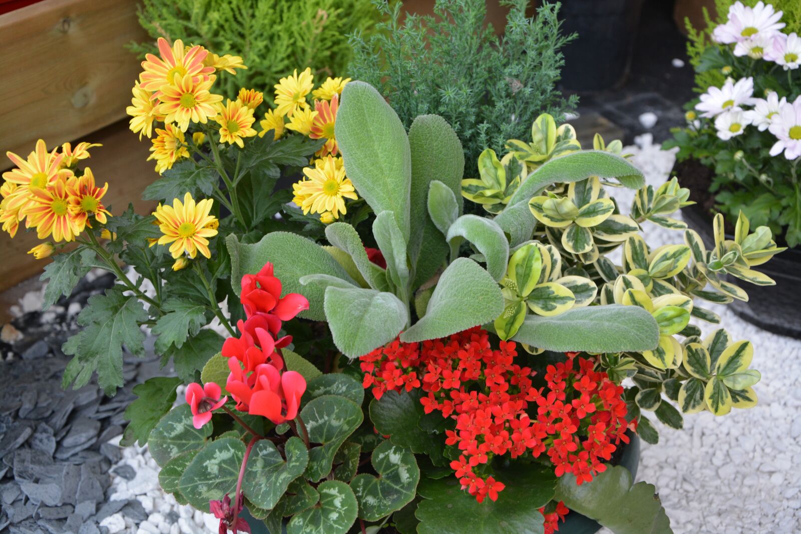 Nikon D5200 sample photo. Flowers, plants, massif photography