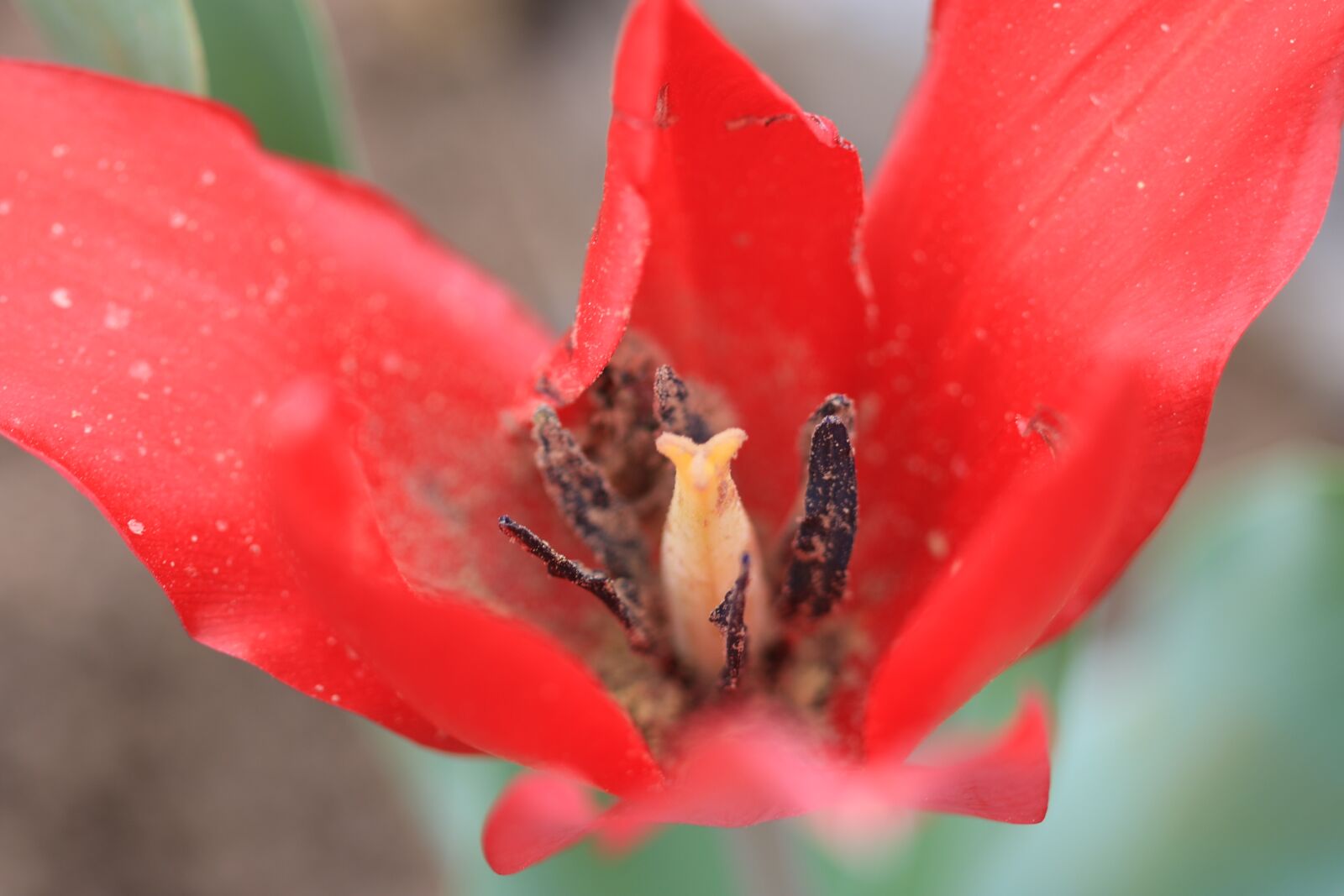 Canon EOS 70D + Canon EF 100mm F2.8 Macro USM sample photo. Green, red, flower photography