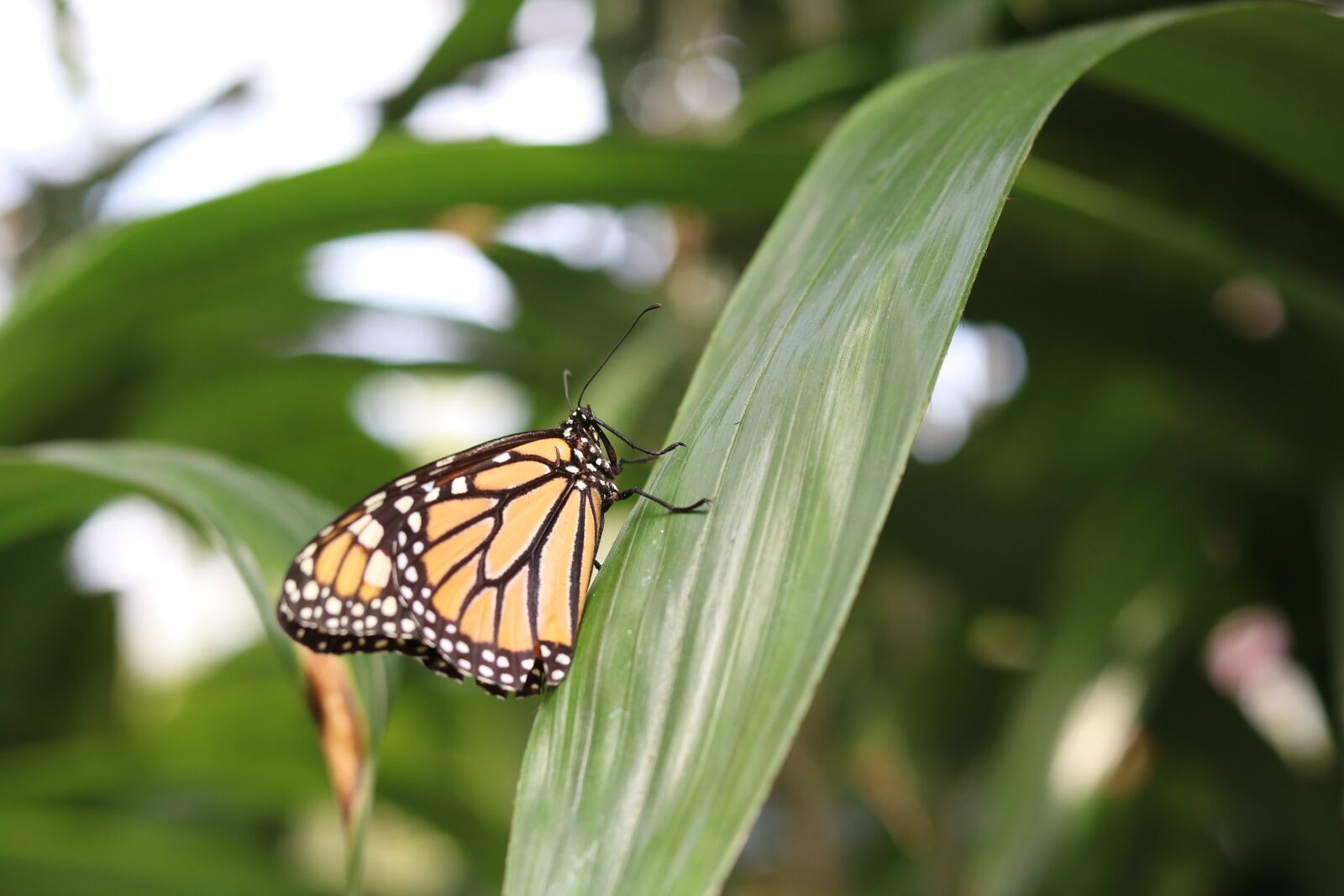Canon EOS 750D (EOS Rebel T6i / EOS Kiss X8i) sample photo. Insect, nature, butterfly photography
