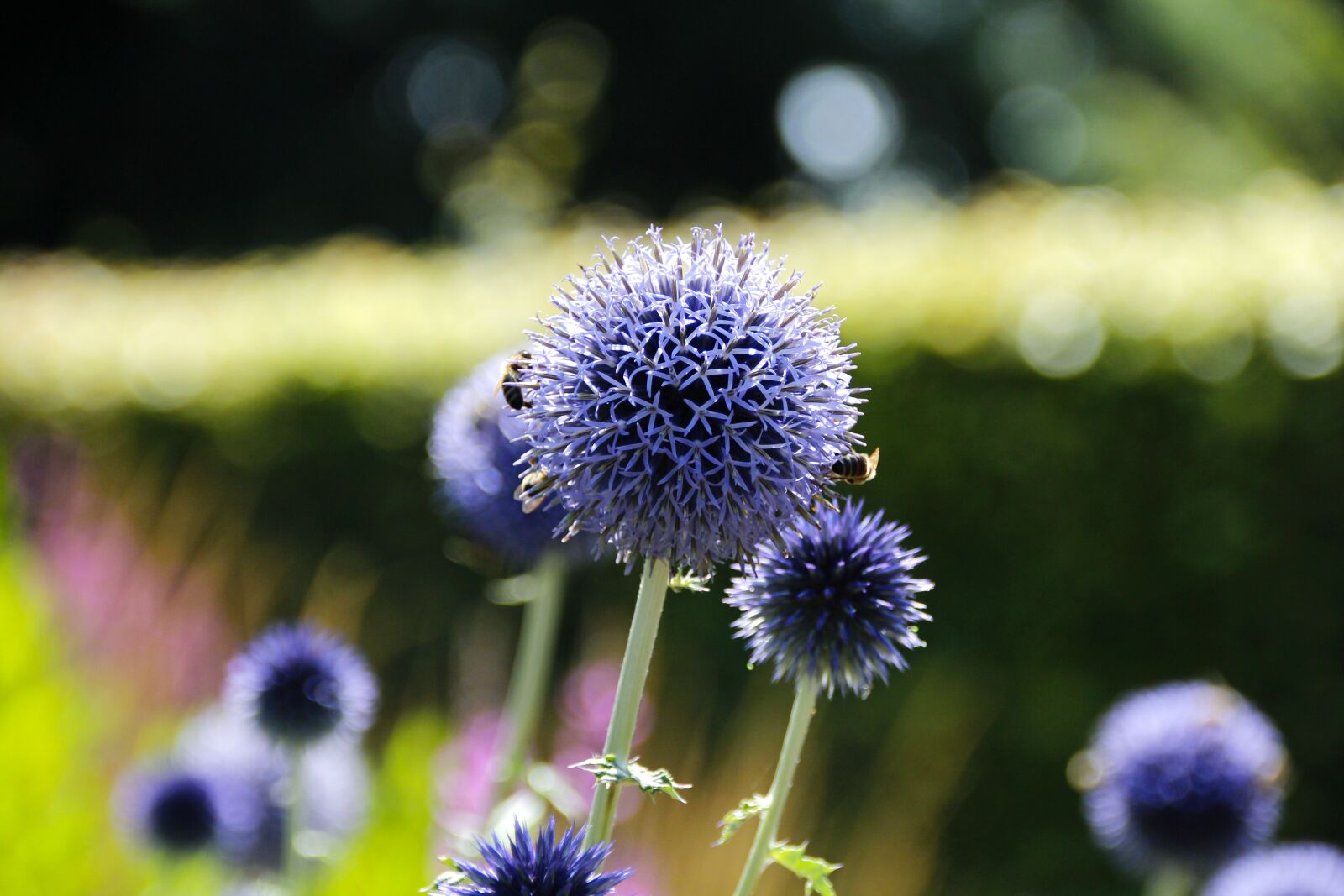 Canon EOS 650D (EOS Rebel T4i / EOS Kiss X6i) sample photo. Banat globe thistle, thistle photography