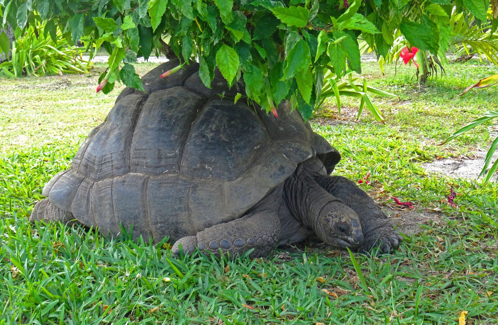 Sony DSC-HX50 sample photo. Turtle, animals, carapace photography