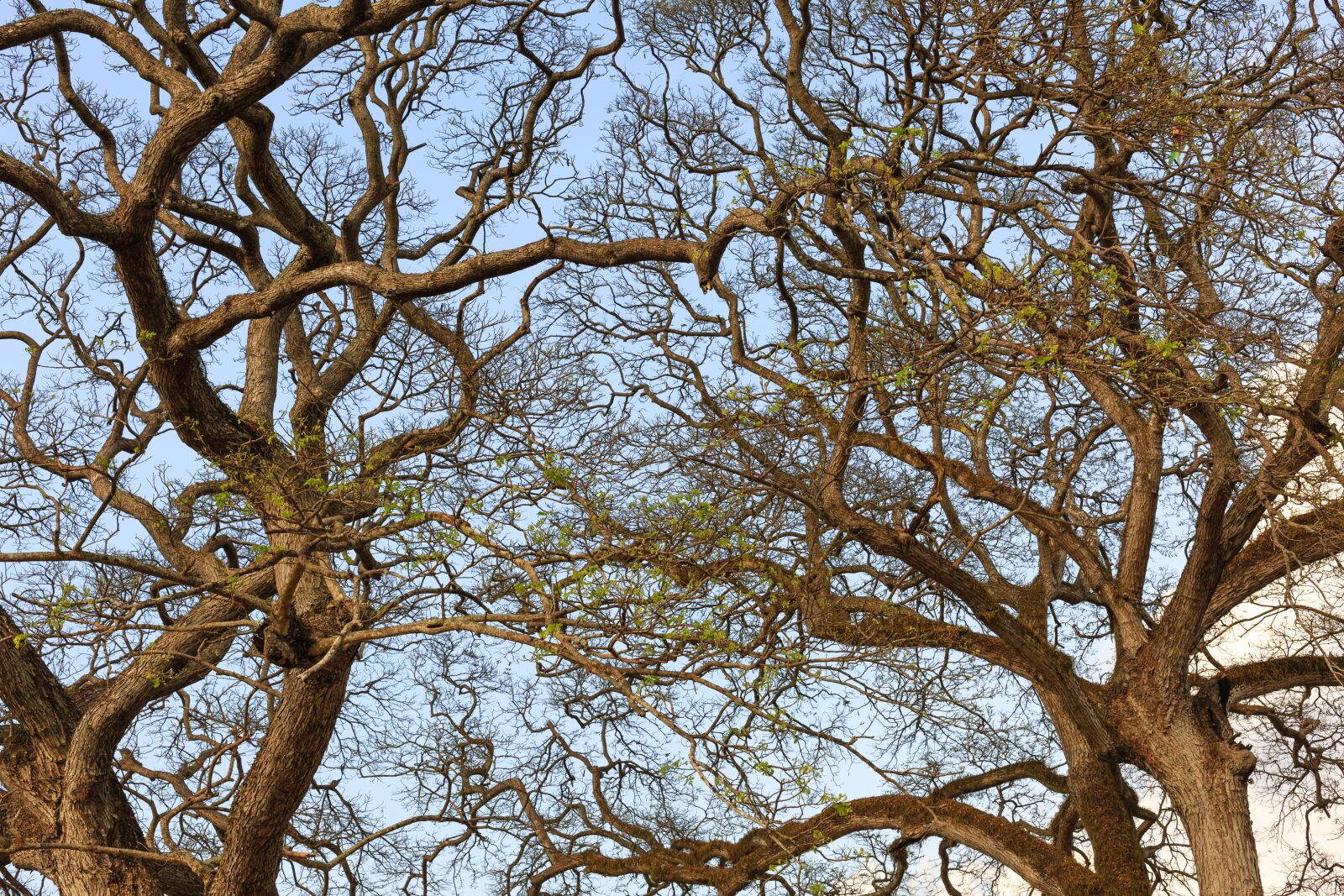 Canon EF 50mm F1.4 USM sample photo. The dry tree, autumn photography