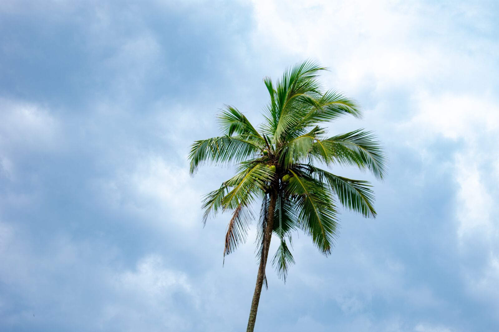 Nikon D3400 sample photo. Sri lanka, exotic, nature photography
