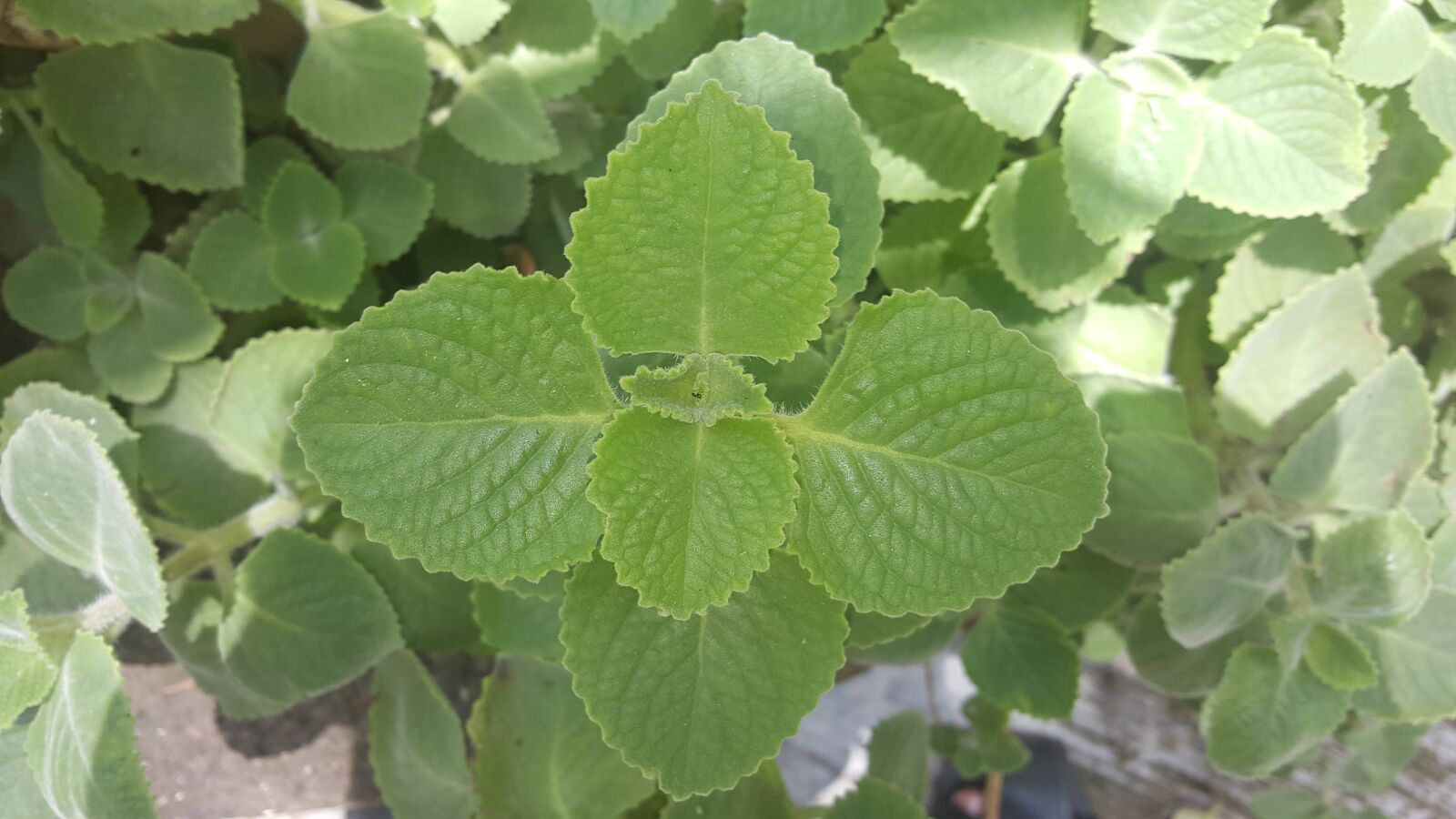 Samsung Galaxy Note5 sample photo. Garden, mint, le photography
