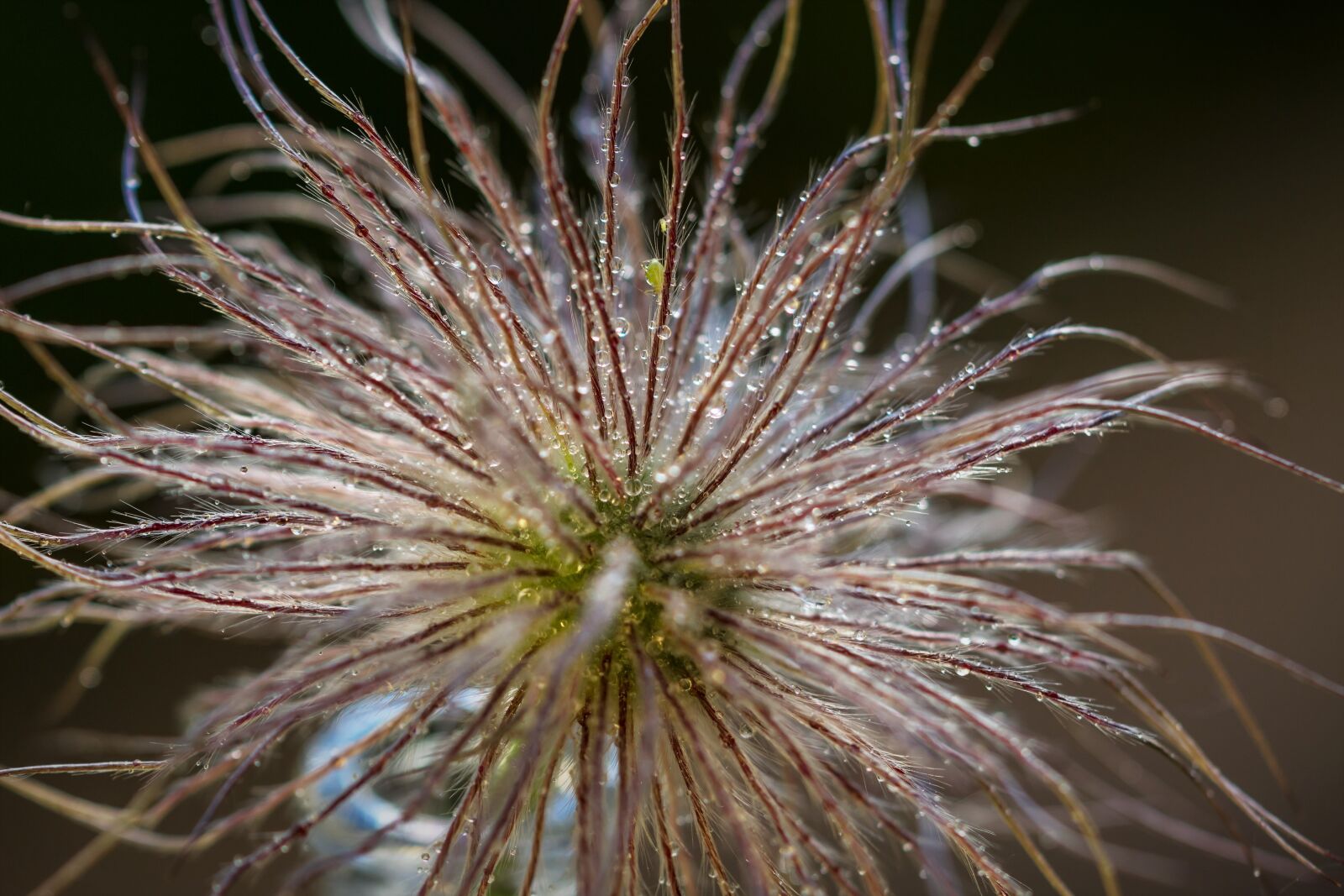 Canon EOS 600D (Rebel EOS T3i / EOS Kiss X5) sample photo. Flower, plant, wet photography