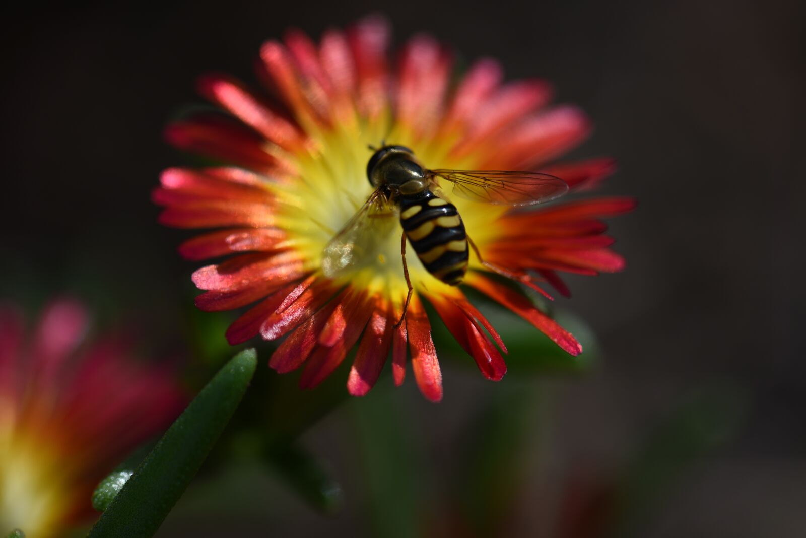 Nikon D750 sample photo. Delosperma, flower, bee photography